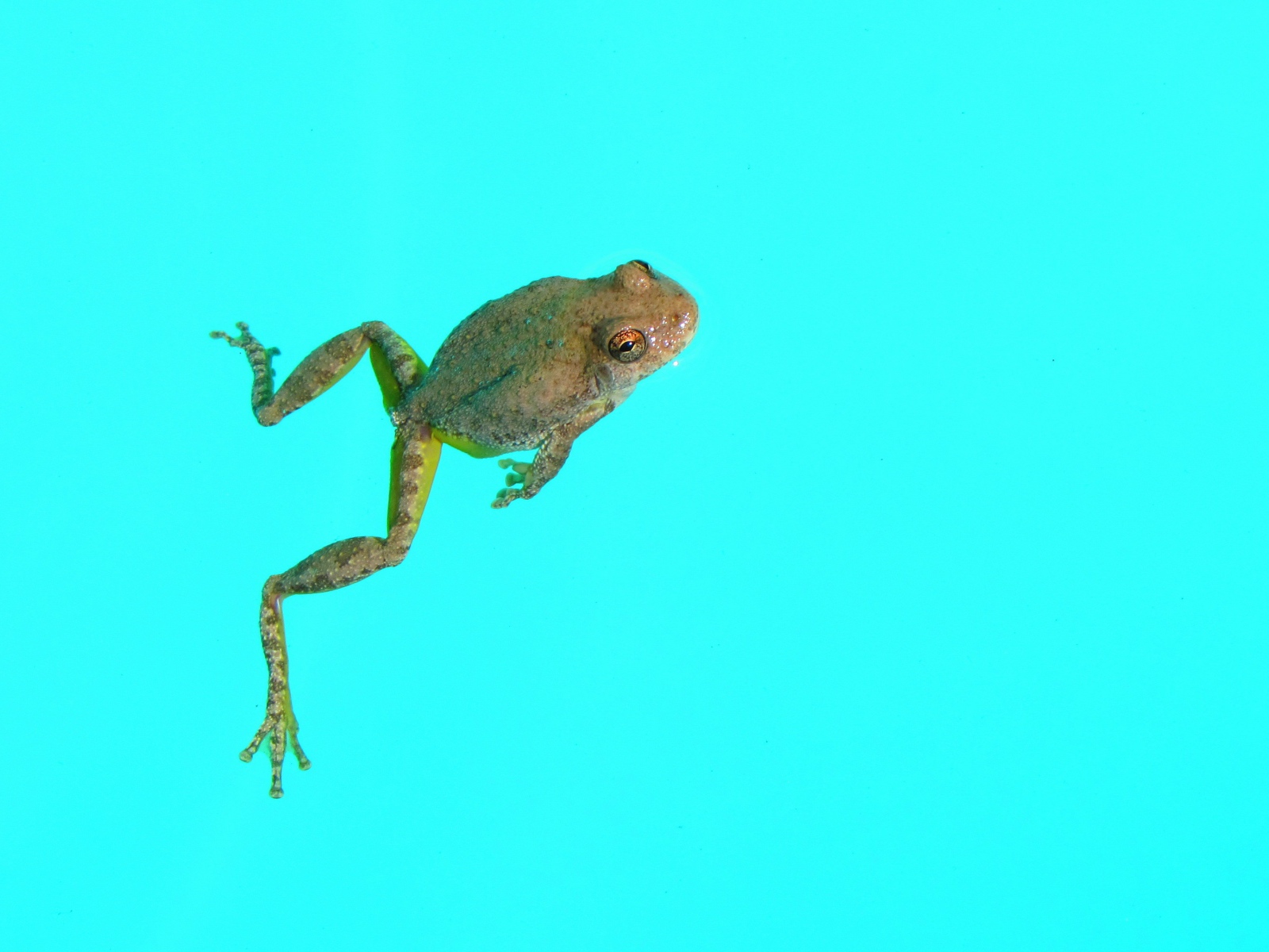 Лягушка на голубом фоне