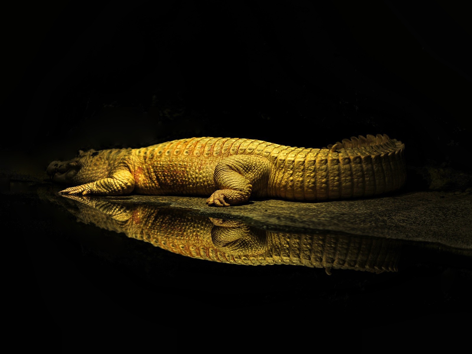 Фонарь освещает крокодила