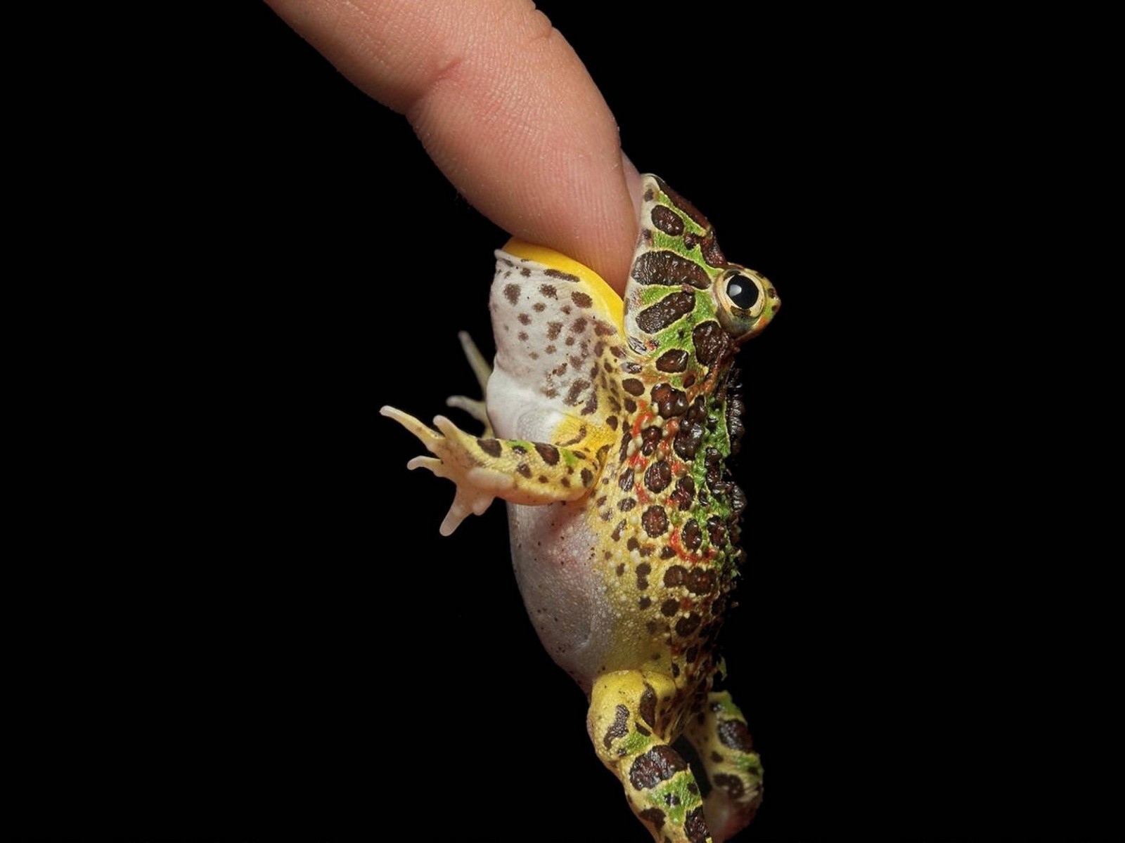 Маленькая лягушка на пальце