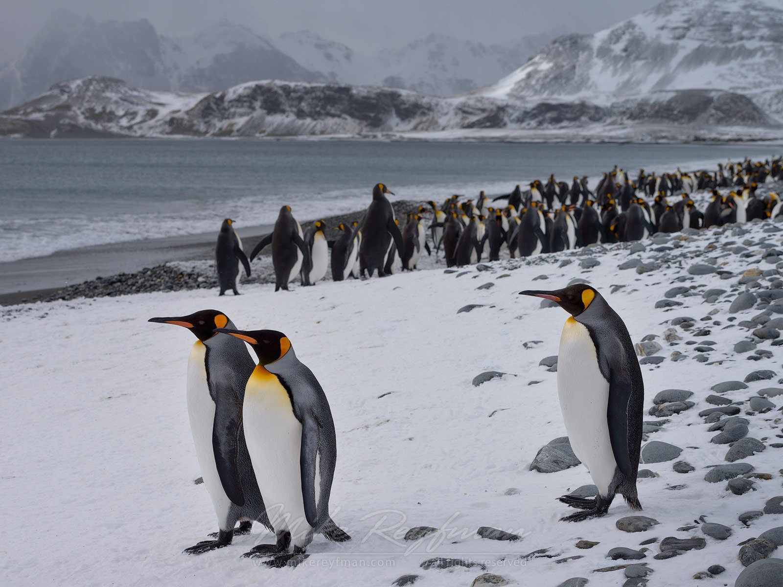 Пингвины гуляют по берегу