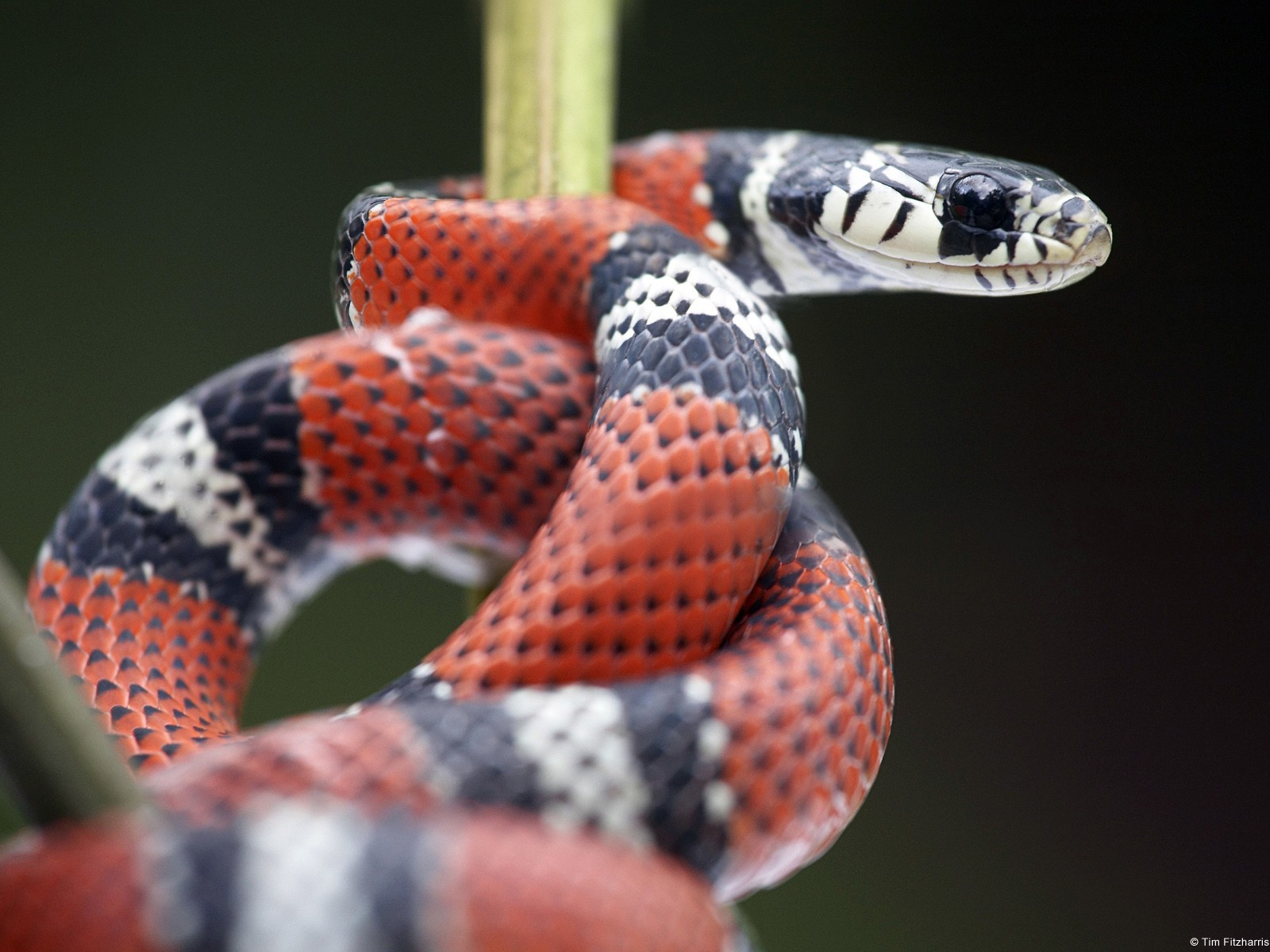 Красно черная змея