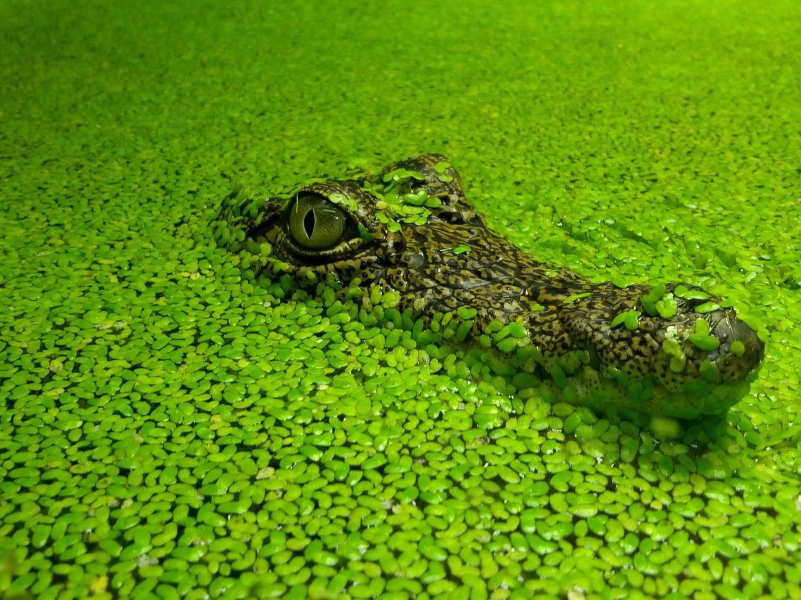 Голова маскирующегося крокодила