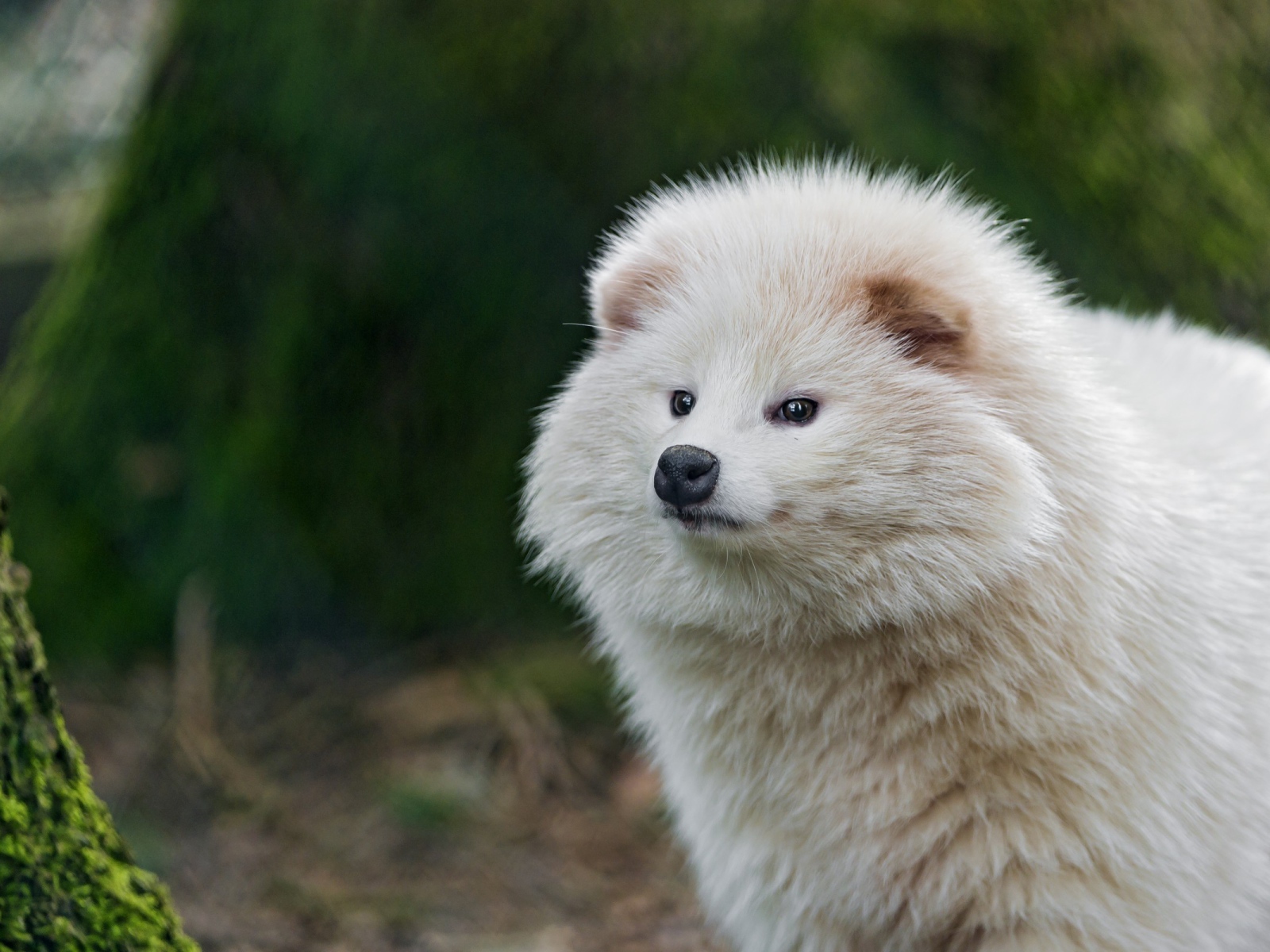 Взлохмаченное белое животное