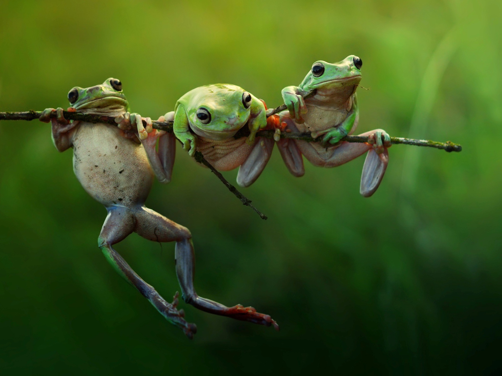 Три лягушки висят на ветке
