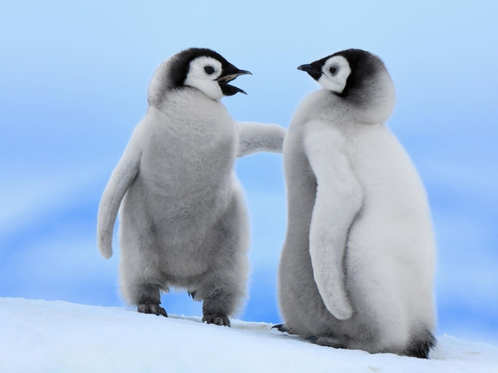 Два детеныша пингвинов