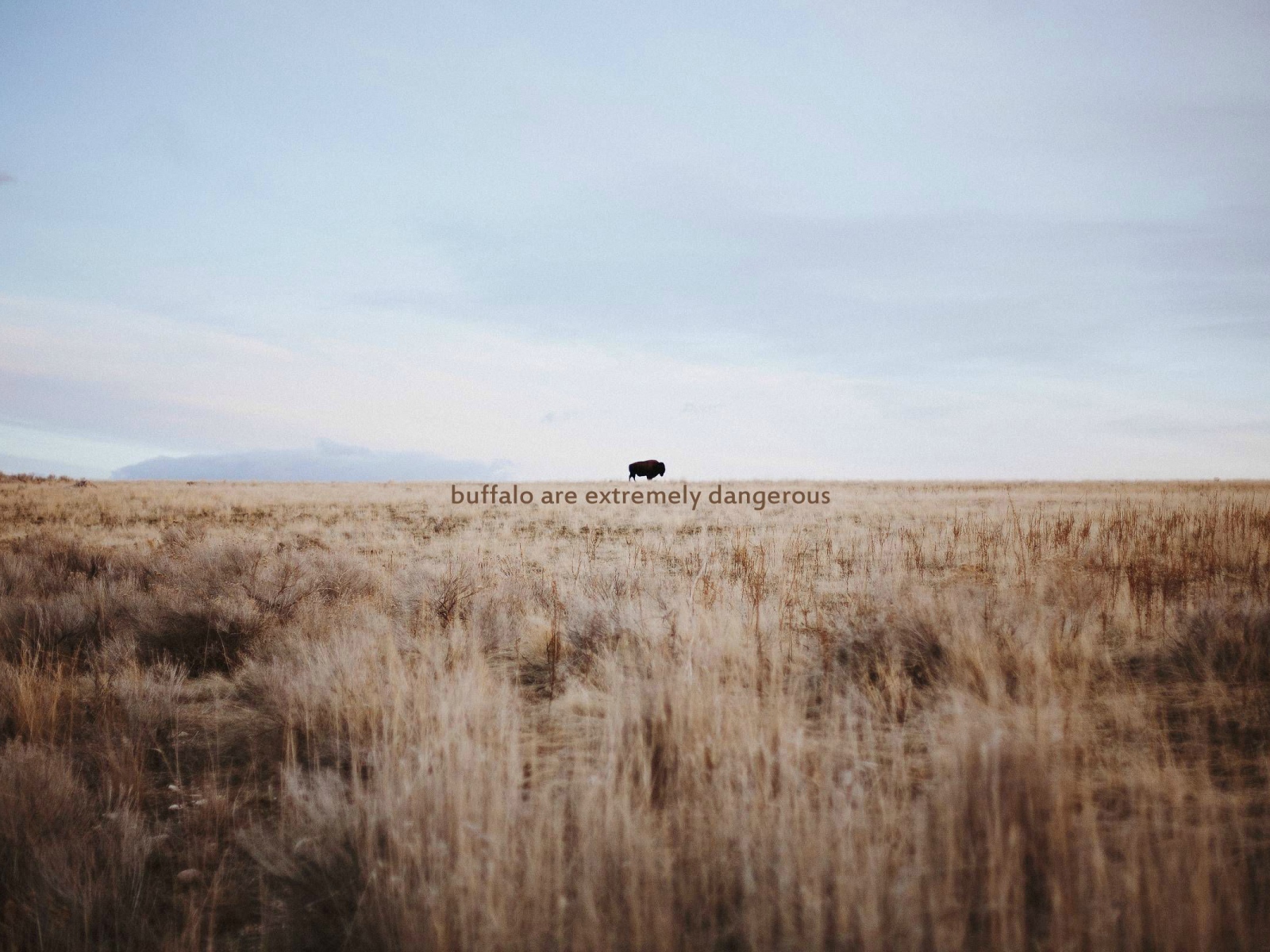 Дикий буйвол очень опасен