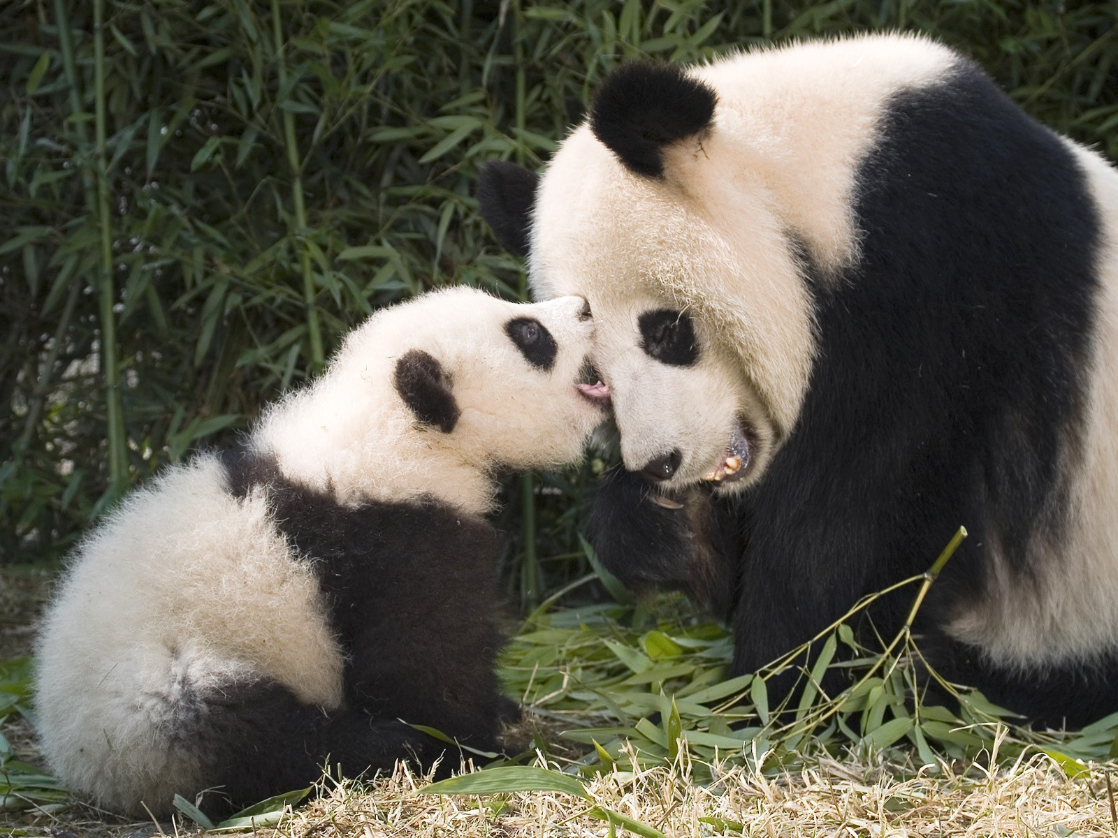 Детеныш панды с мамой