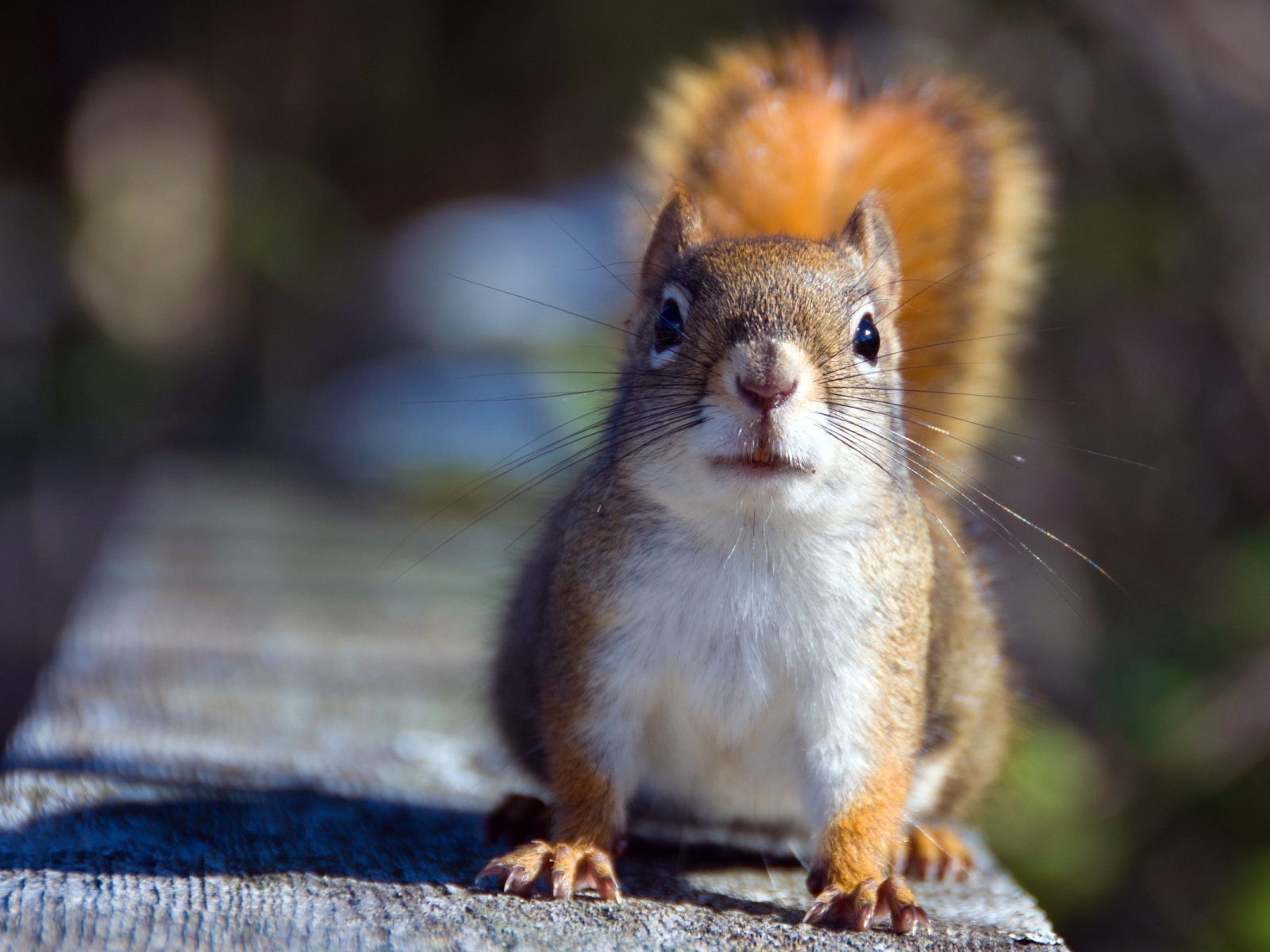 Белочка на доске