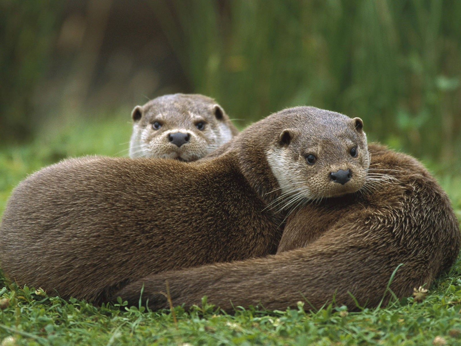 Две выдры лежат на траве