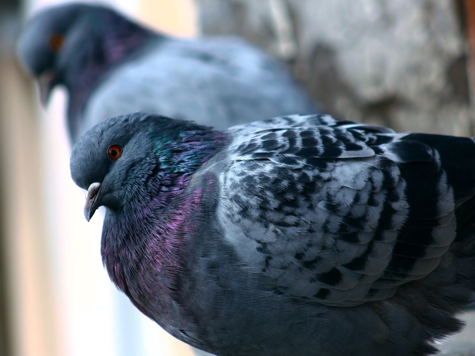 Пара сизых городских голубей