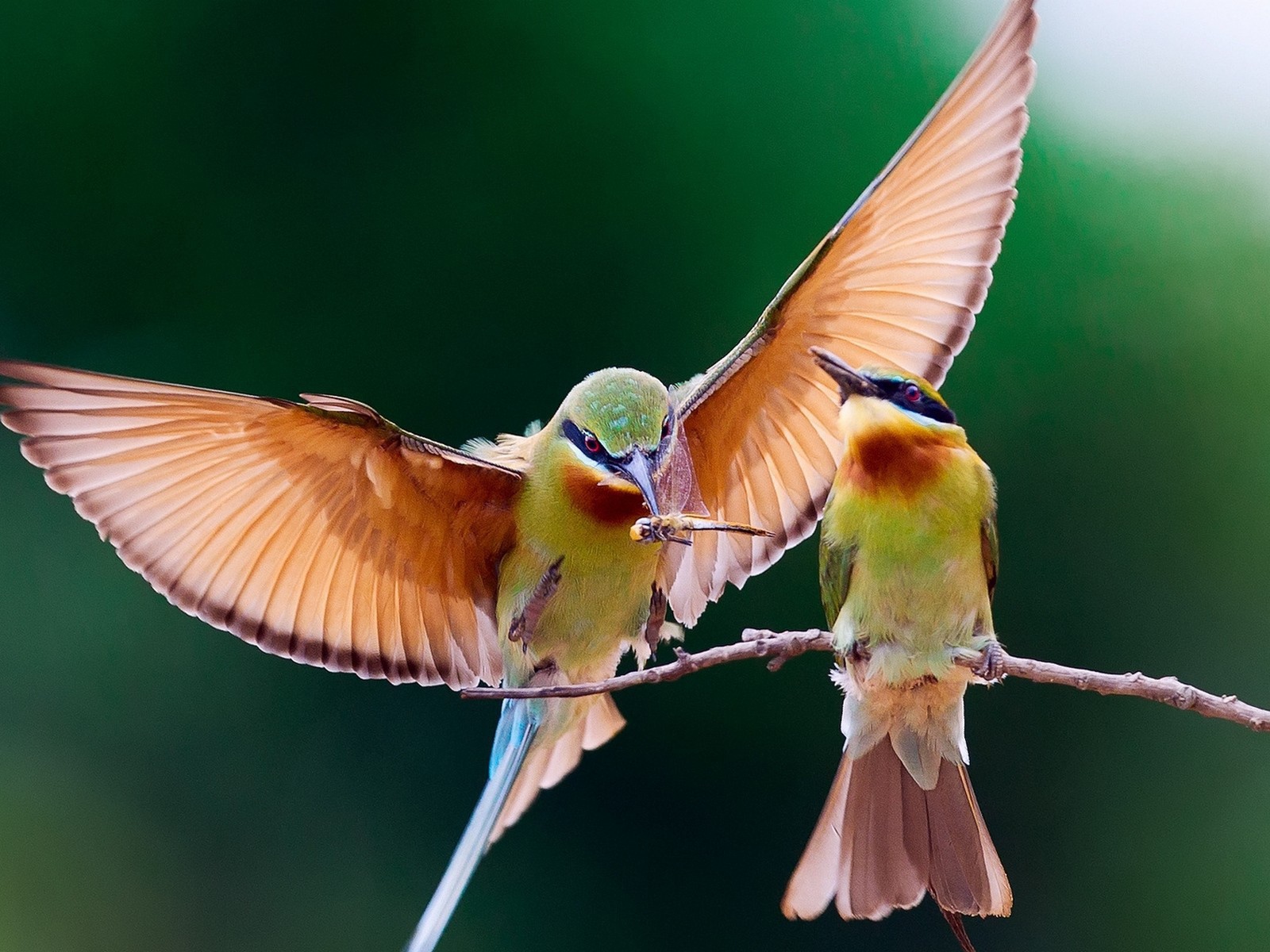 Пара колибри на веточке