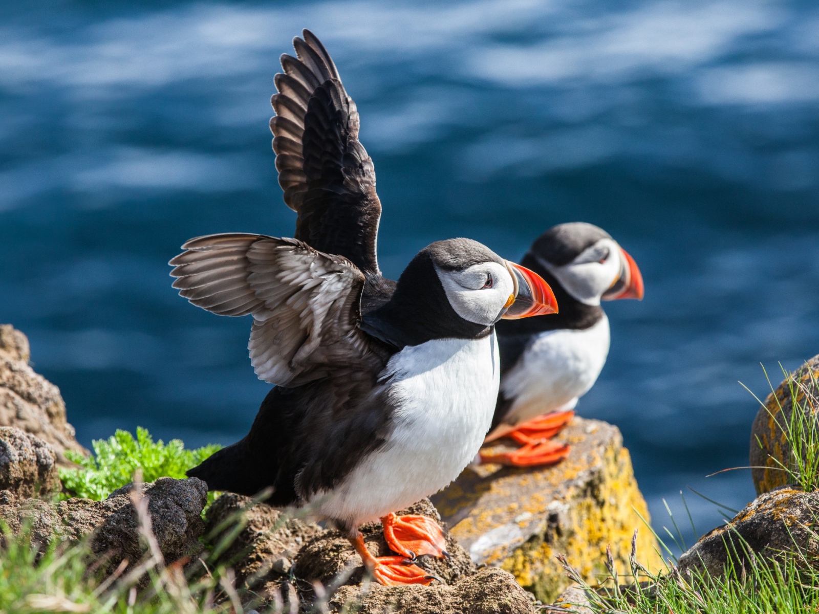 Пара тупиков на камне