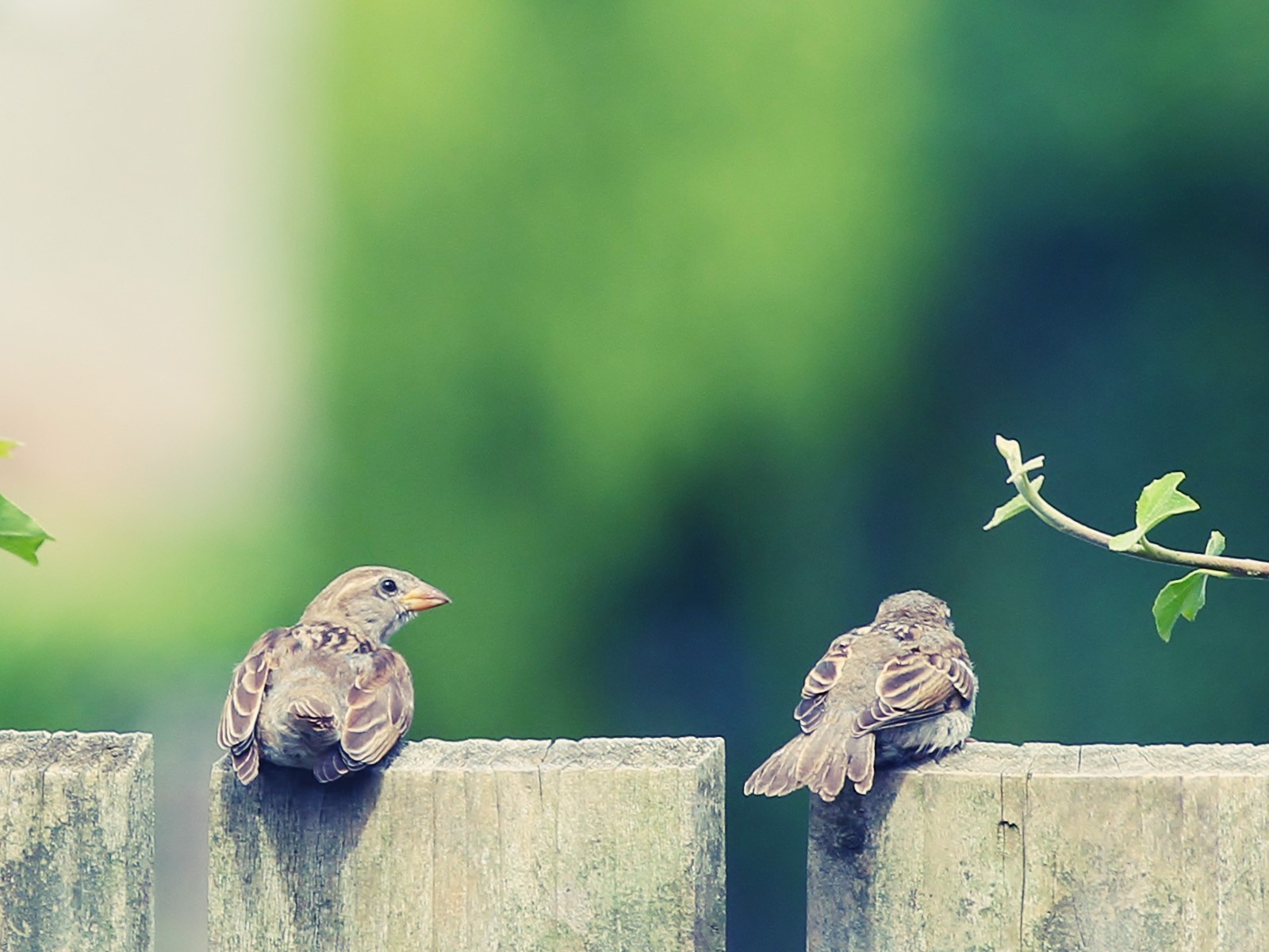 Пара воробьев на деревянном заборе
