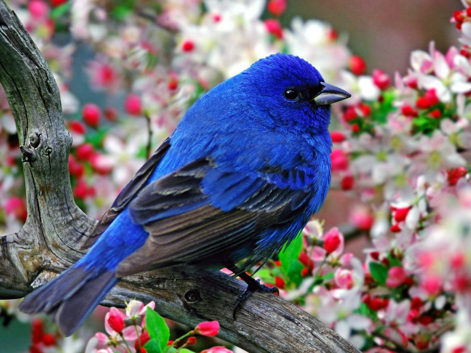 Синяя птица рябины цвет. Синяя птица. Красивые птицы. Яркие птицы.