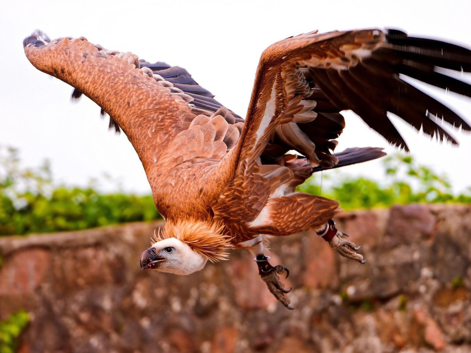 Коричневый падальщик с кольцами на лапах