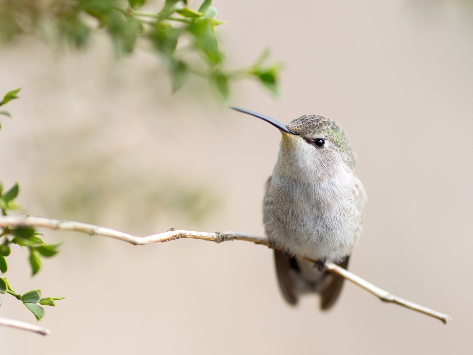 Милая серая колибри на ветке
