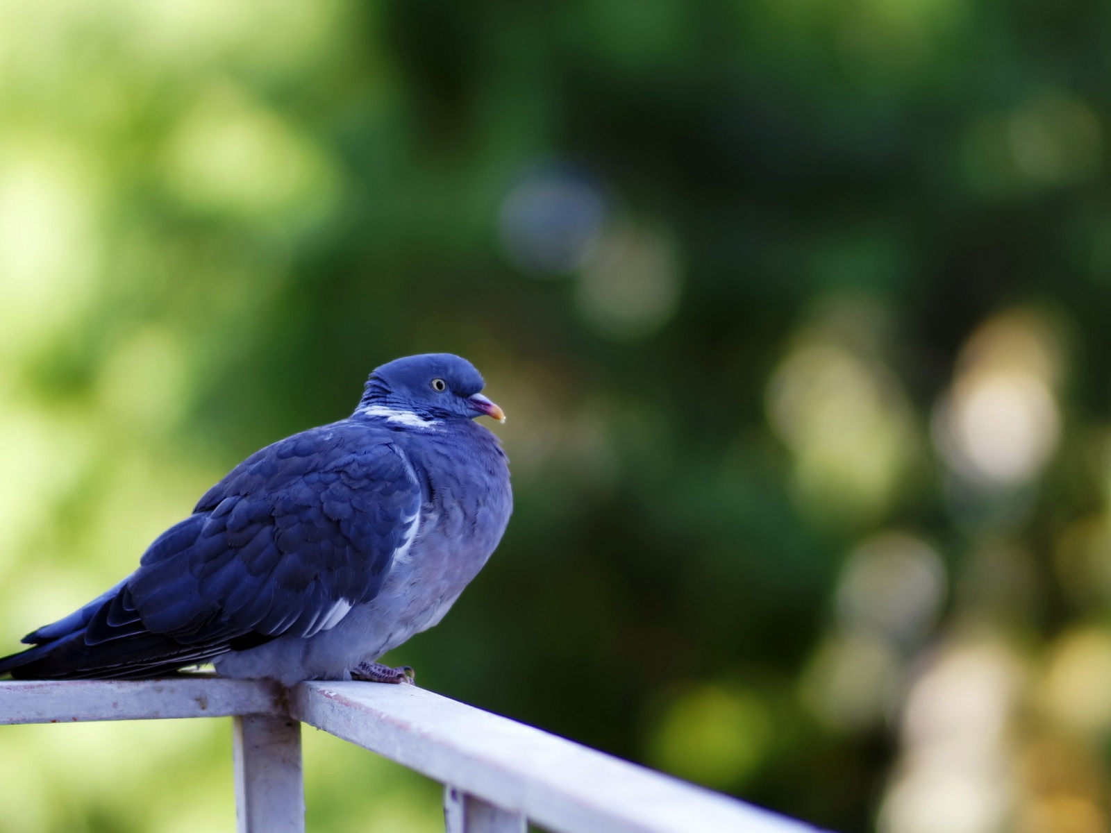 Голубь сидит на перилах