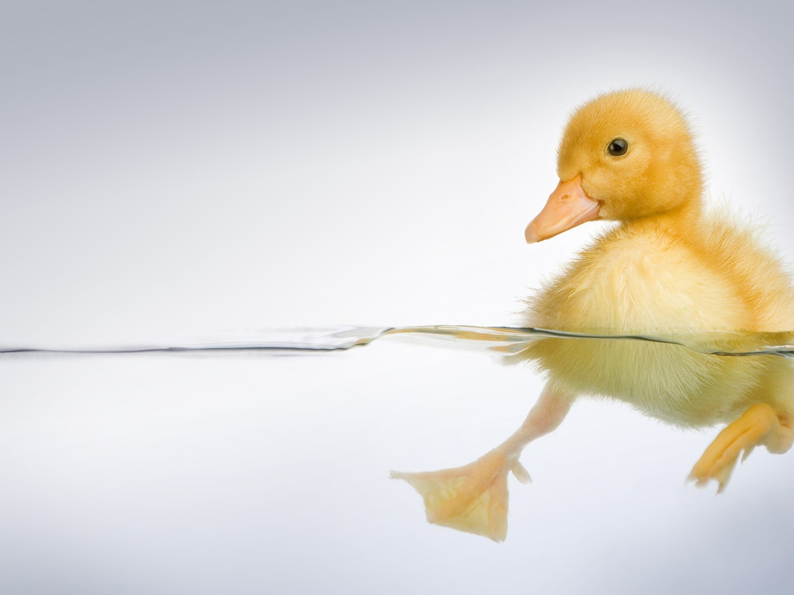 Утенок в прозрачной воде