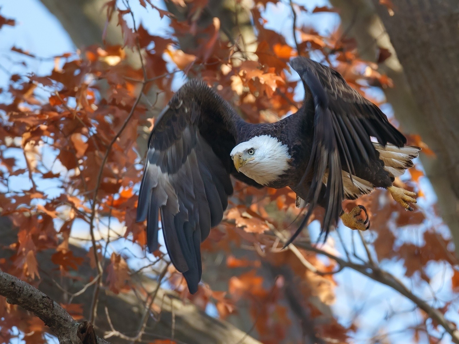 Орел в осеннем лесу