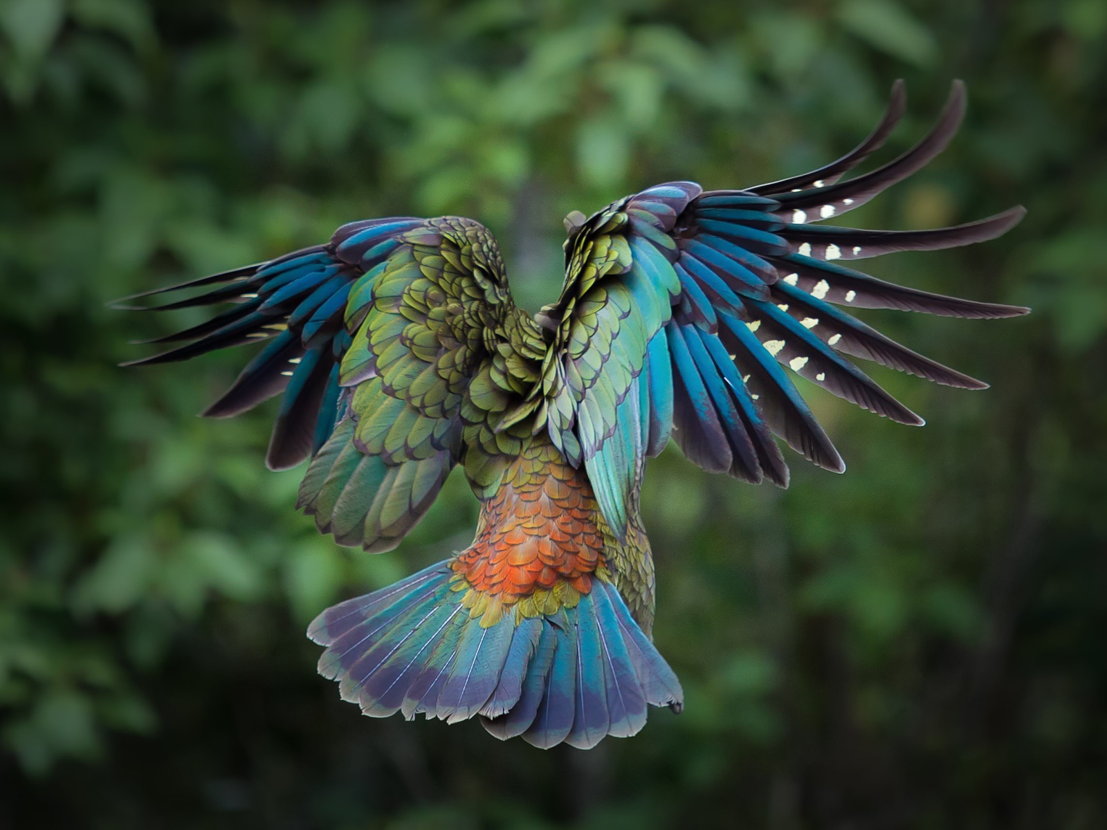 Полет красочной птицы