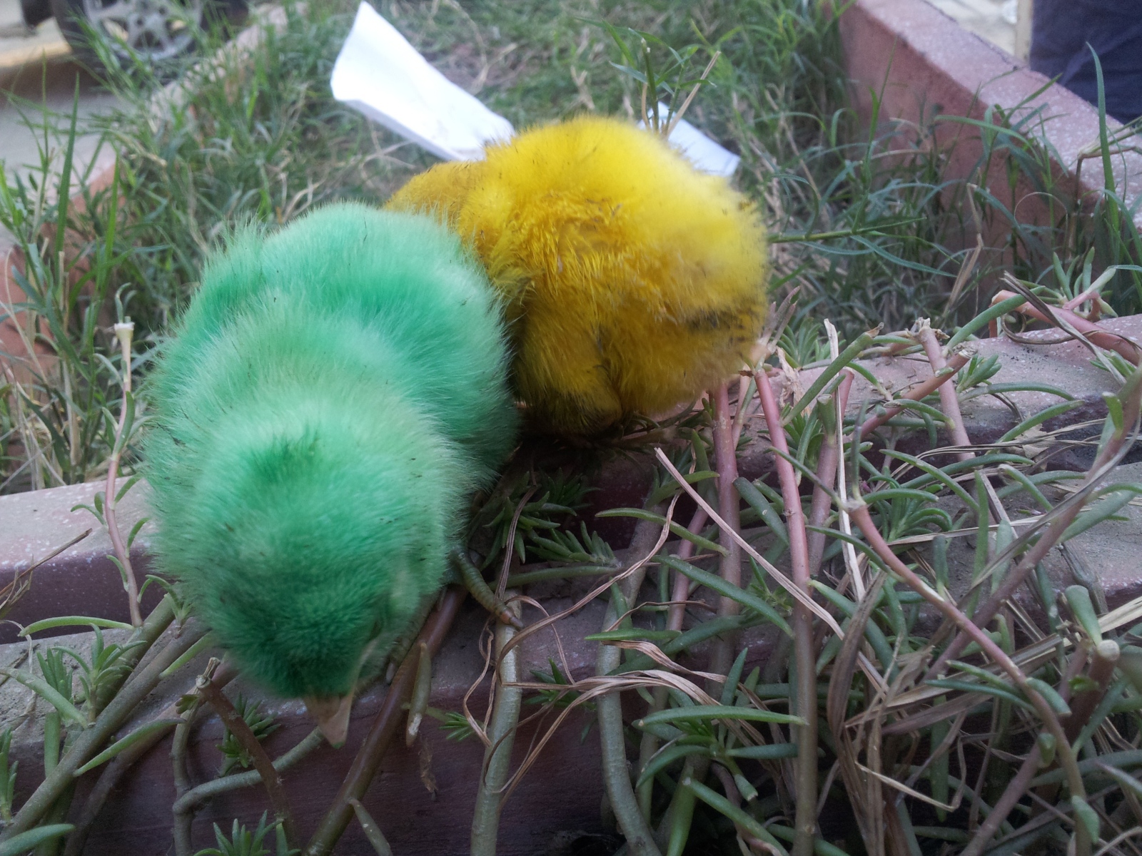 Зеленый и желтый цыплята