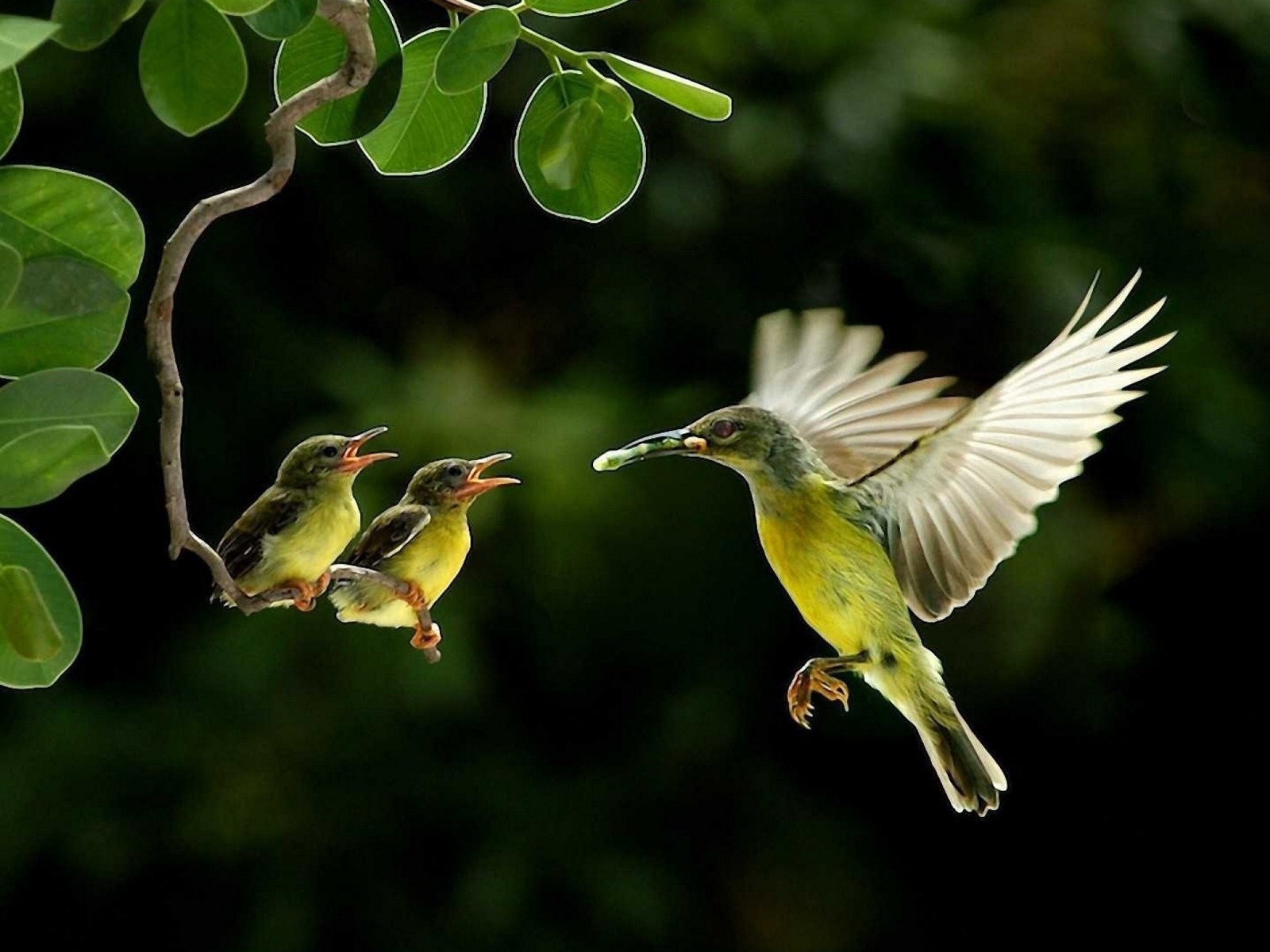 Колибри кормит своих птенцов