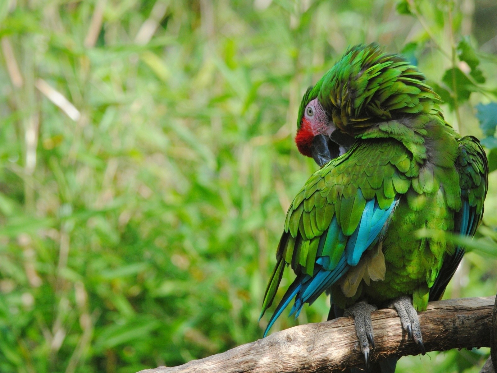 Роскошный зеленый попугай на фоне зелени