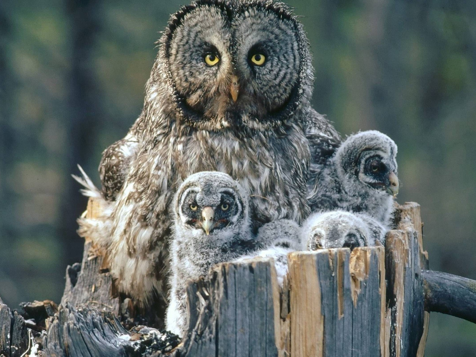 Сова охраняет своих детей