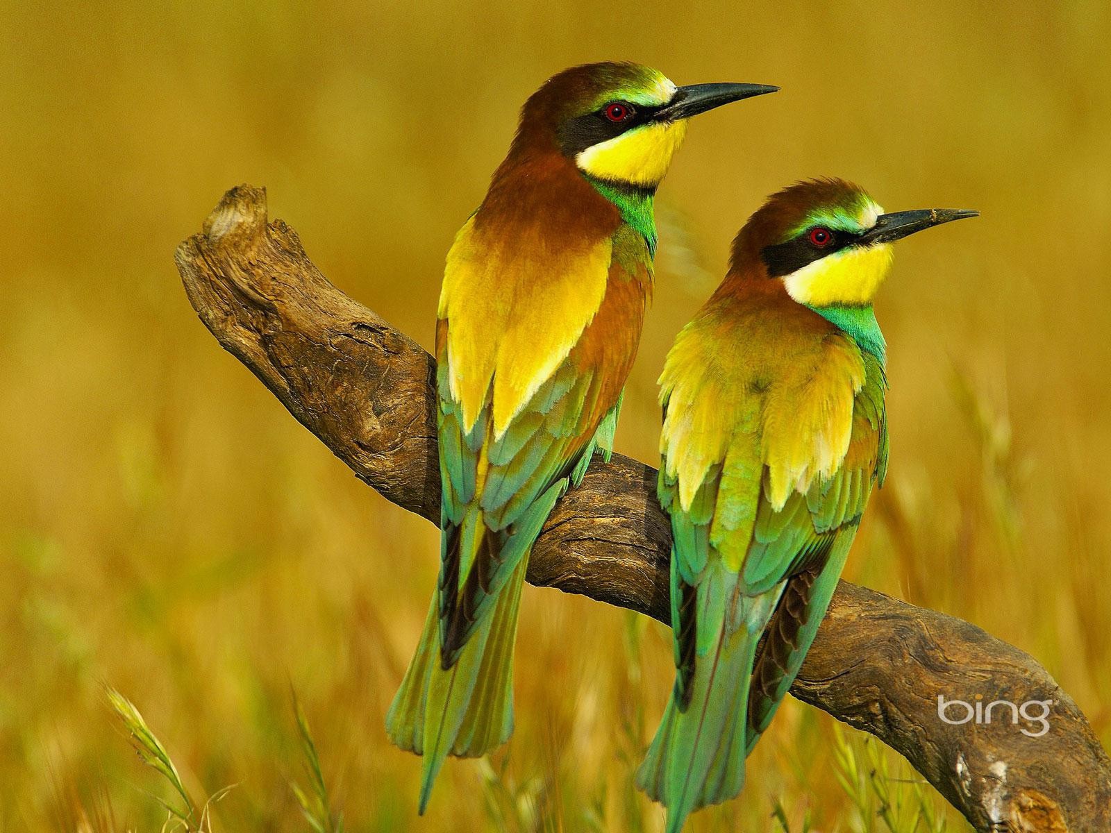 Пара щурков на засохшей коряге