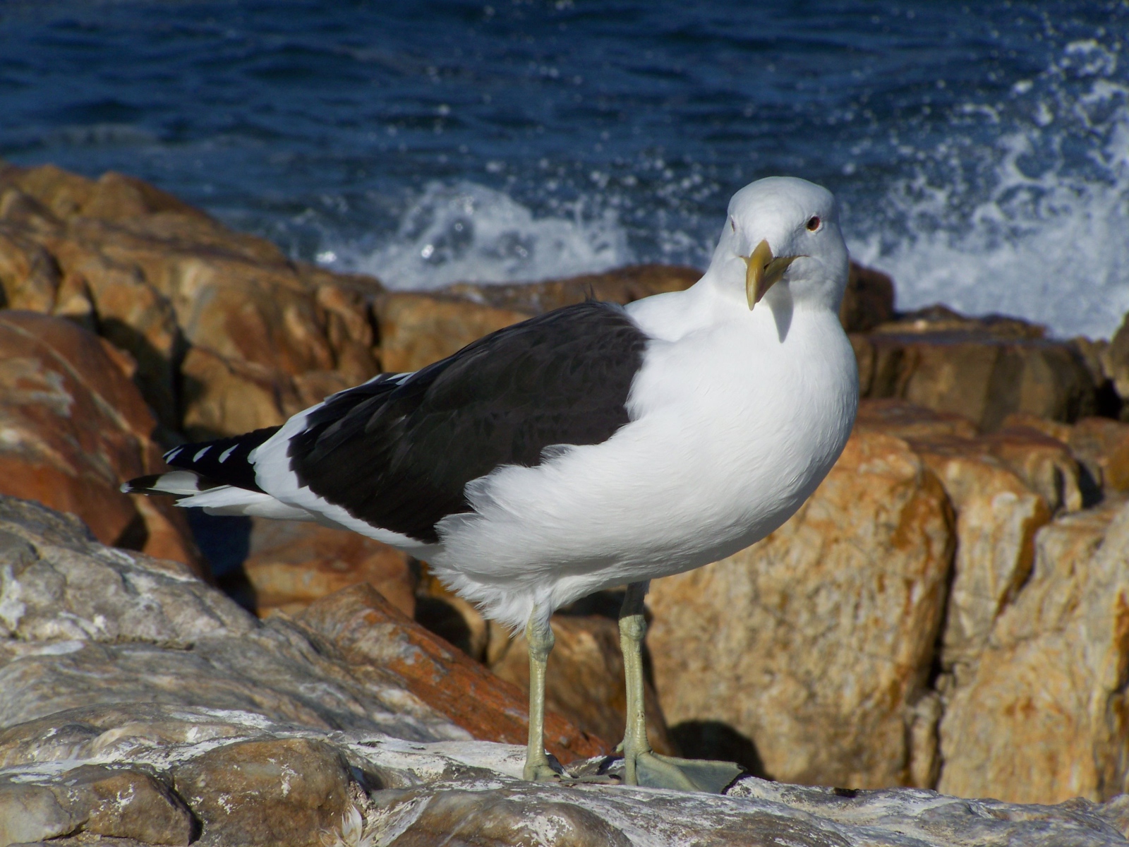 Чайка стоит на скале у моря