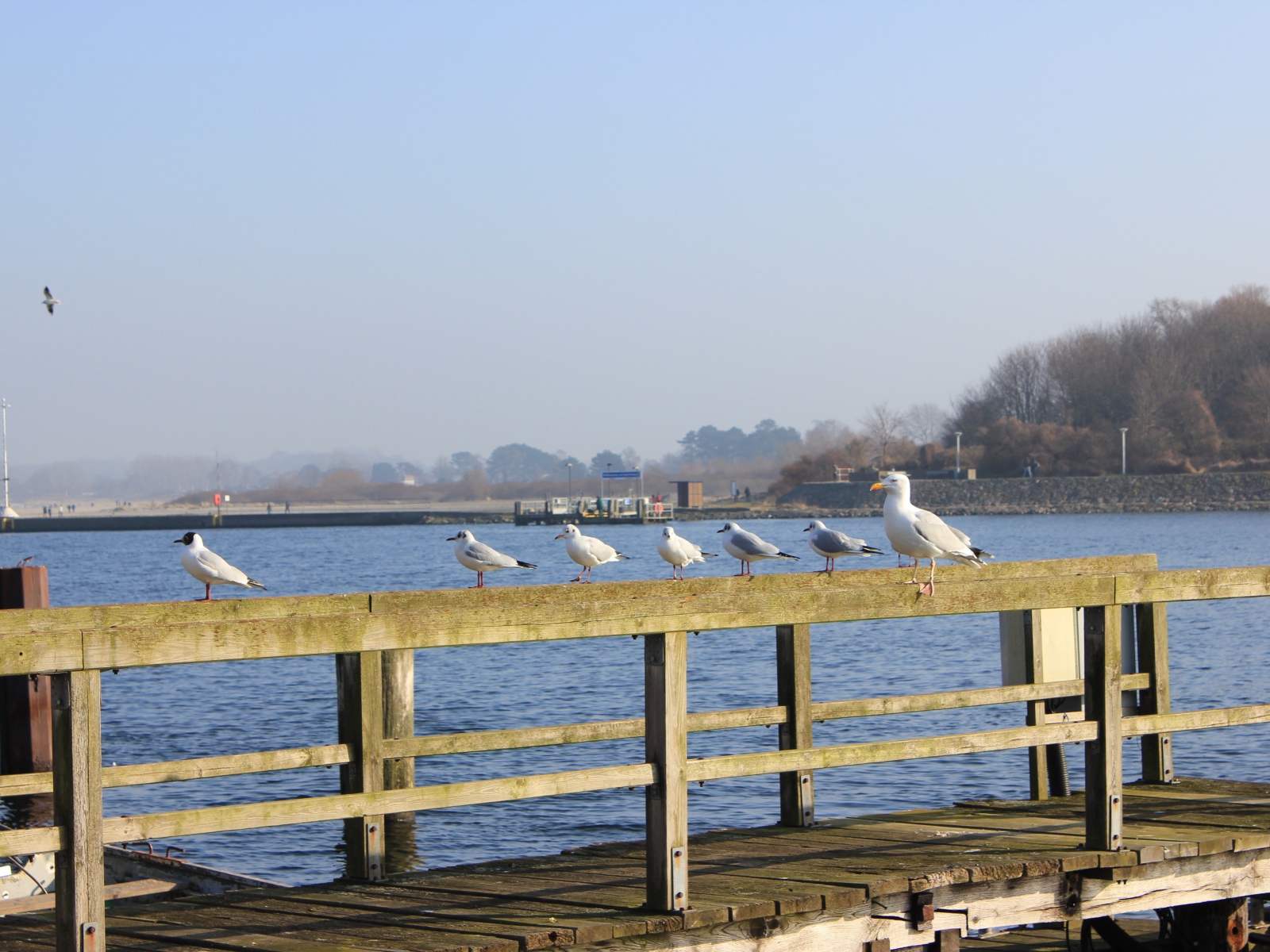 Чайки сидят на деревянном ограждении пирса