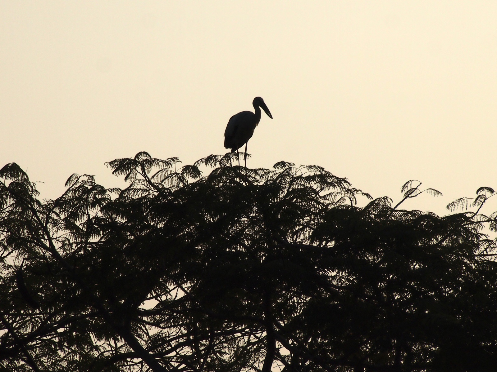 Силуэт цапли на вершине дерева