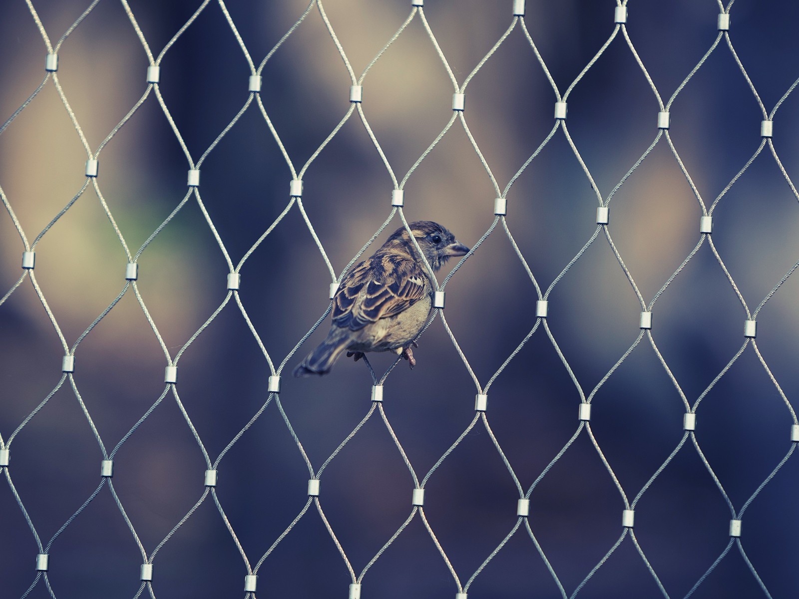 Воробей в ячейке сетчатого забора