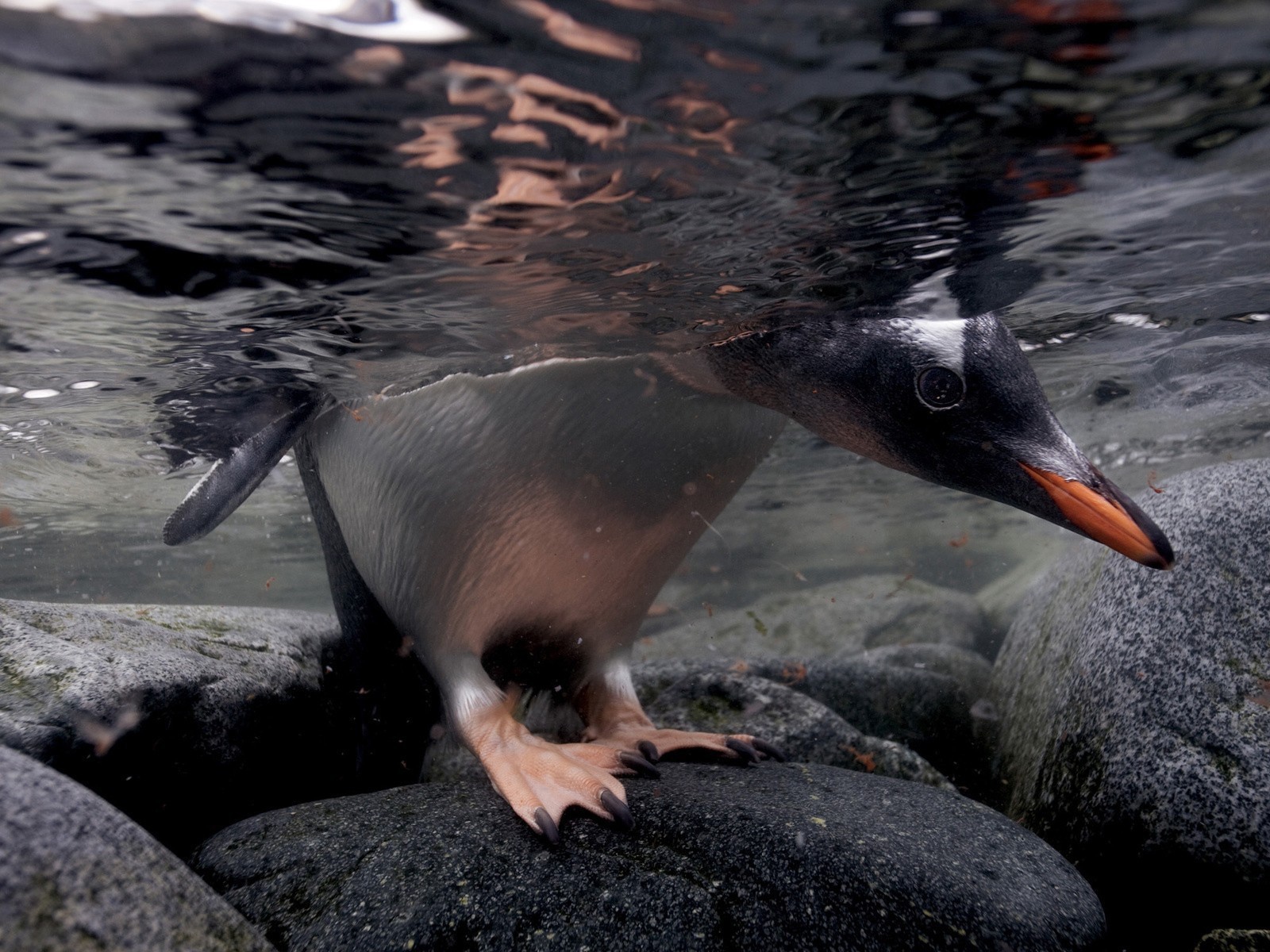 Голова и лапы пингвина под водой