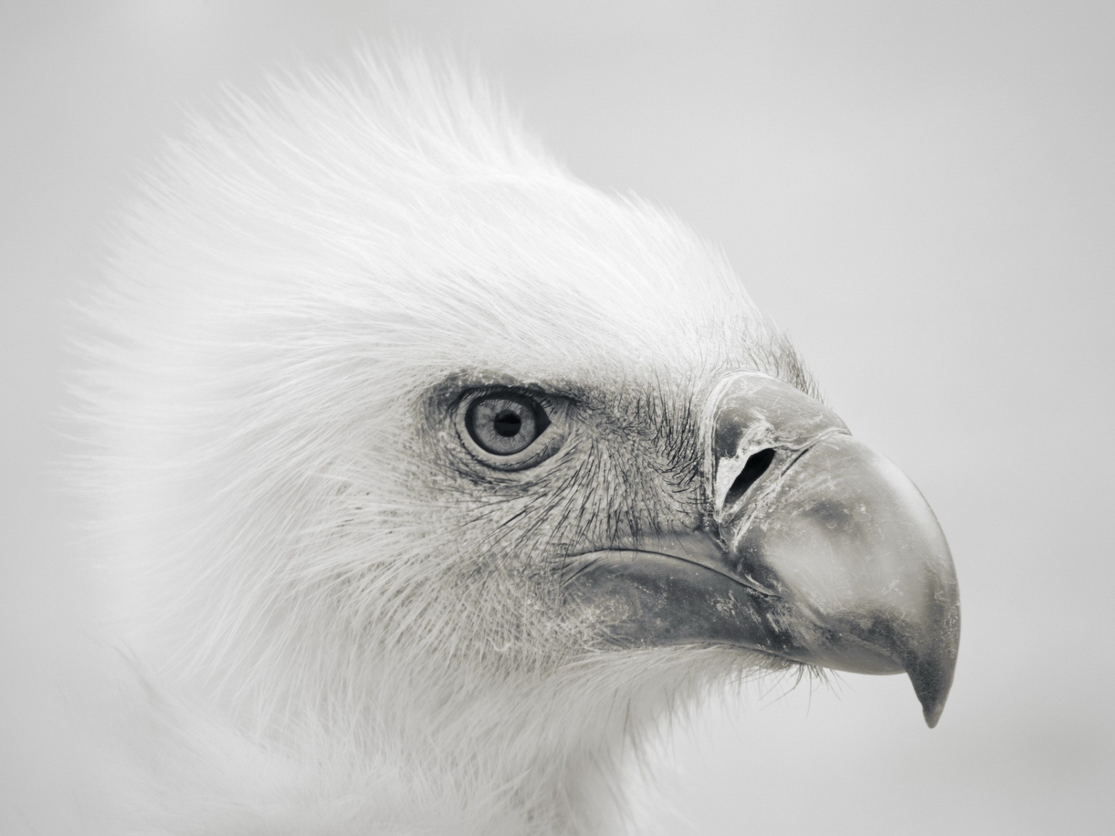 Голова орла, серый фон