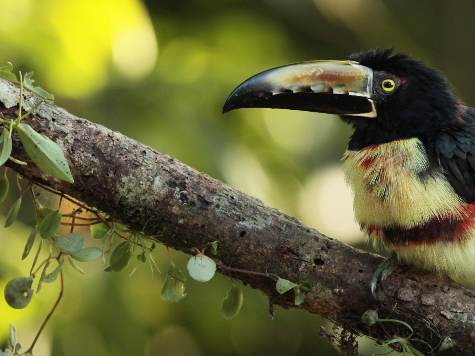 Тропическая птица с большим клювом