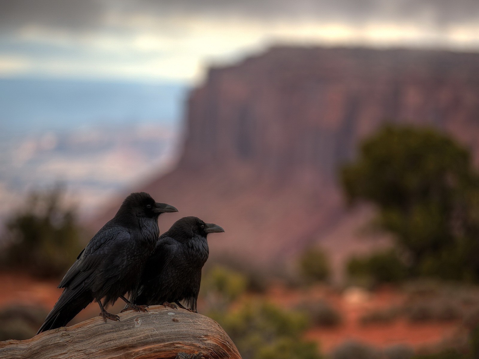 Два ворона в каньоне