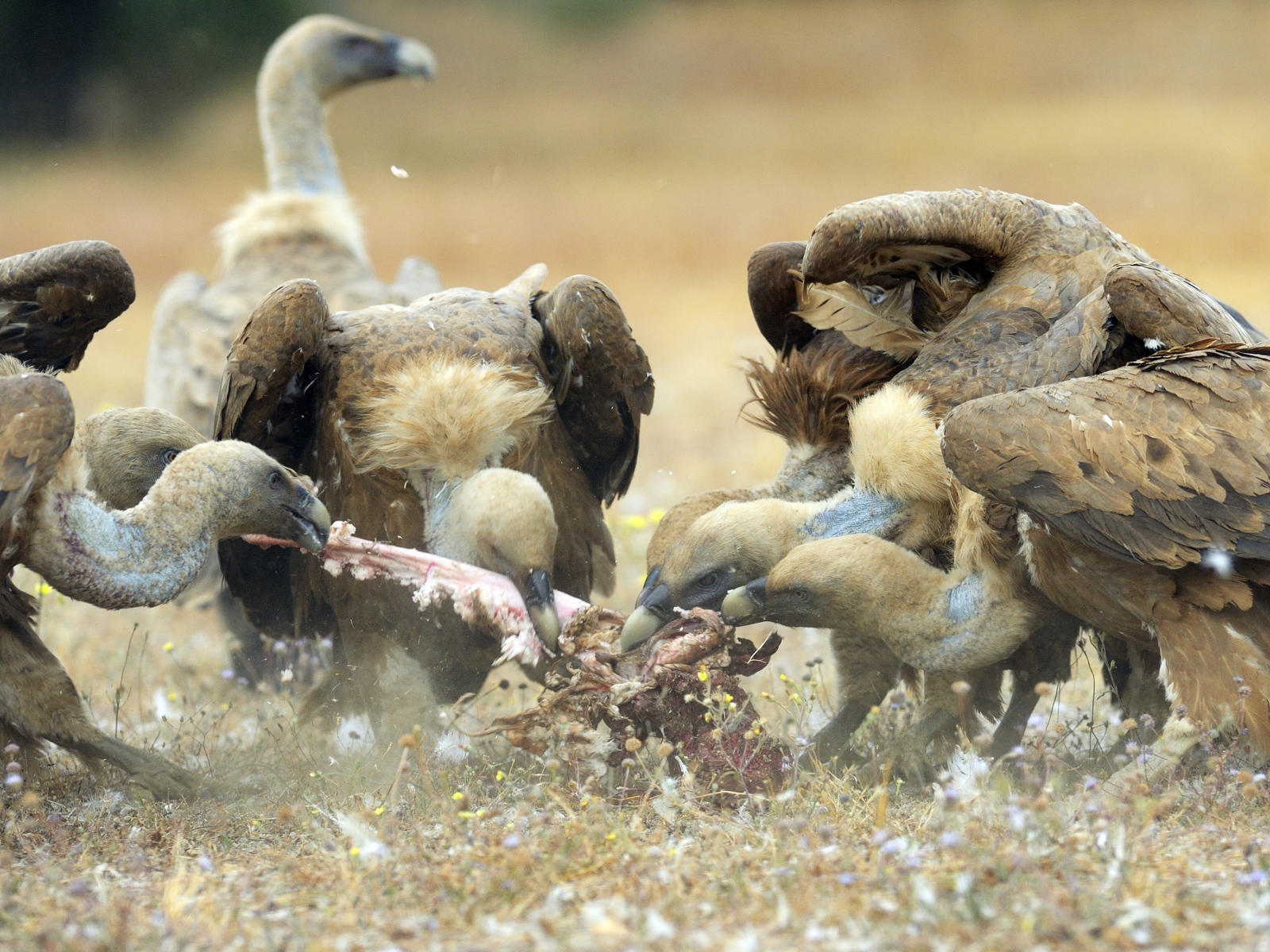Стервятники нашли добычу