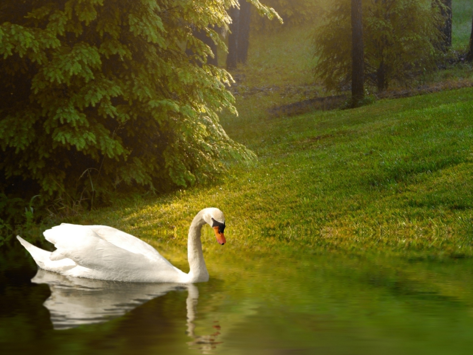 Белый лебедь плывет по спокойной воде