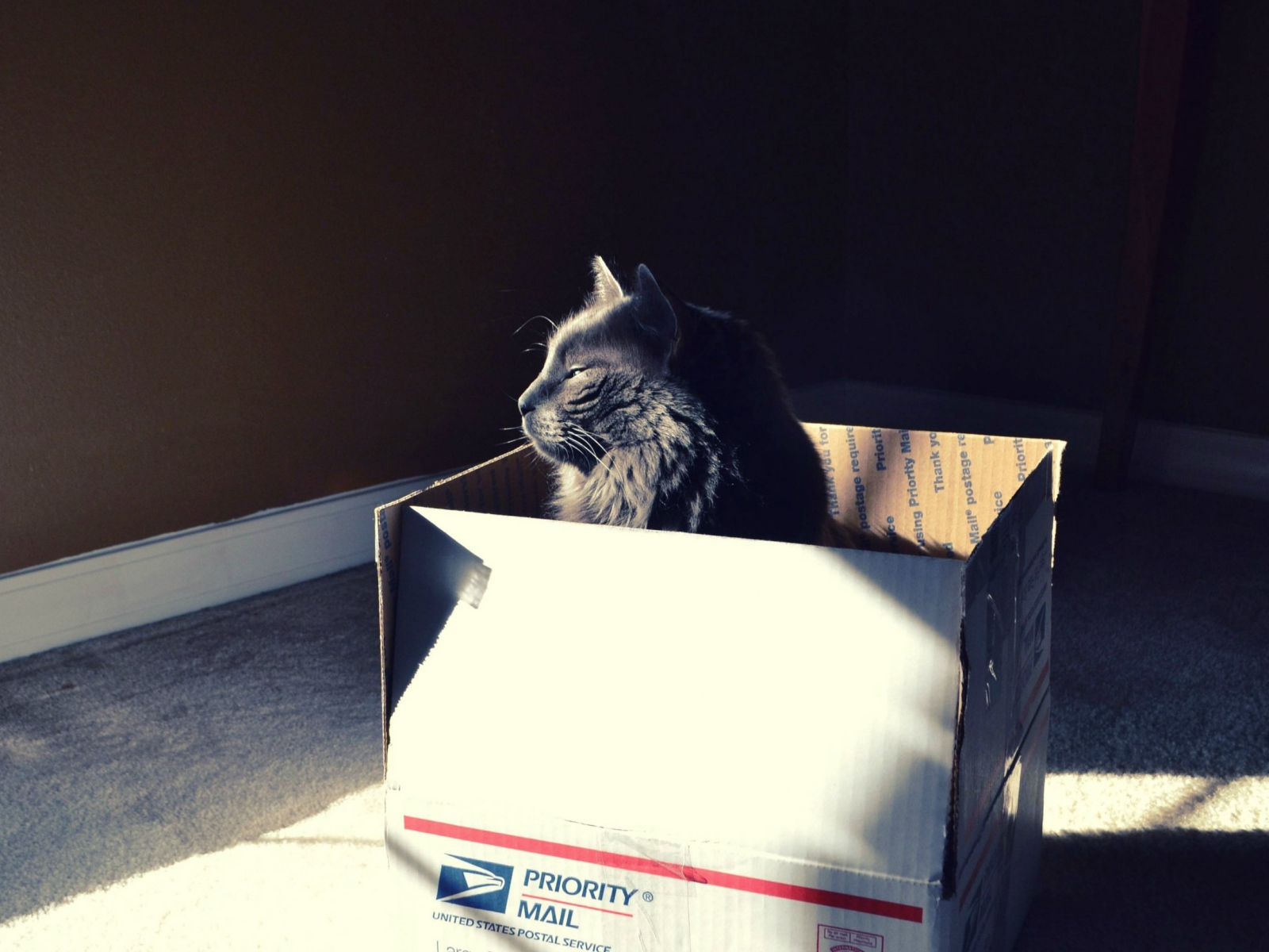 Черный кот в картонной коробке