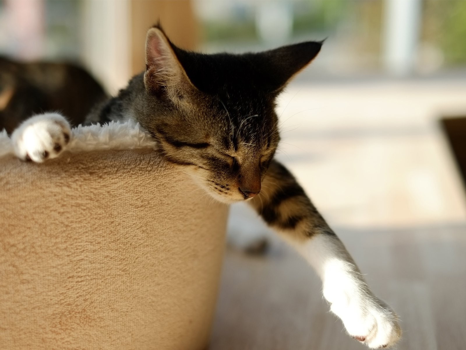 Домашний кот спит в корзине