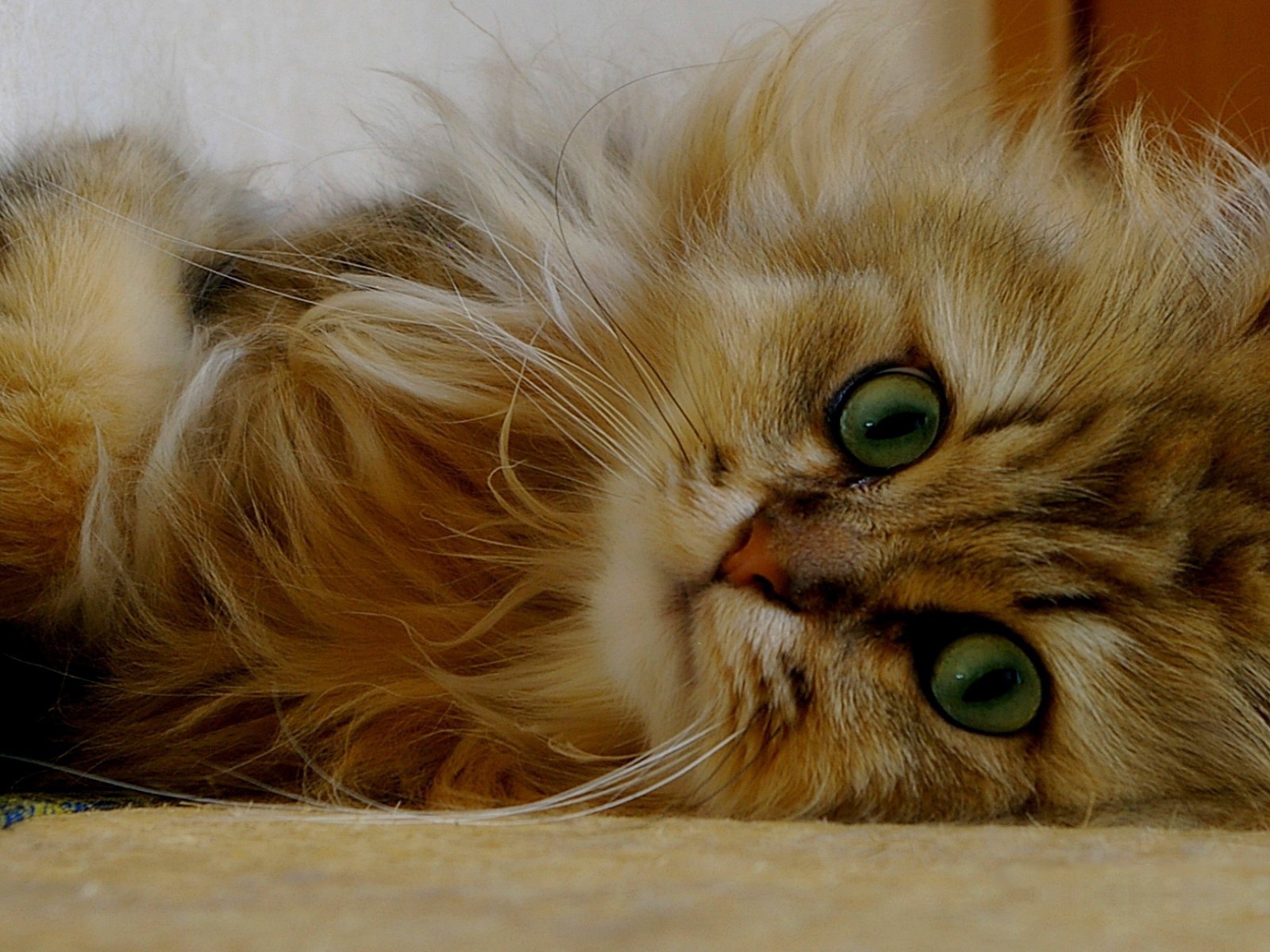 Пушистый рыжий кот лежит на боку