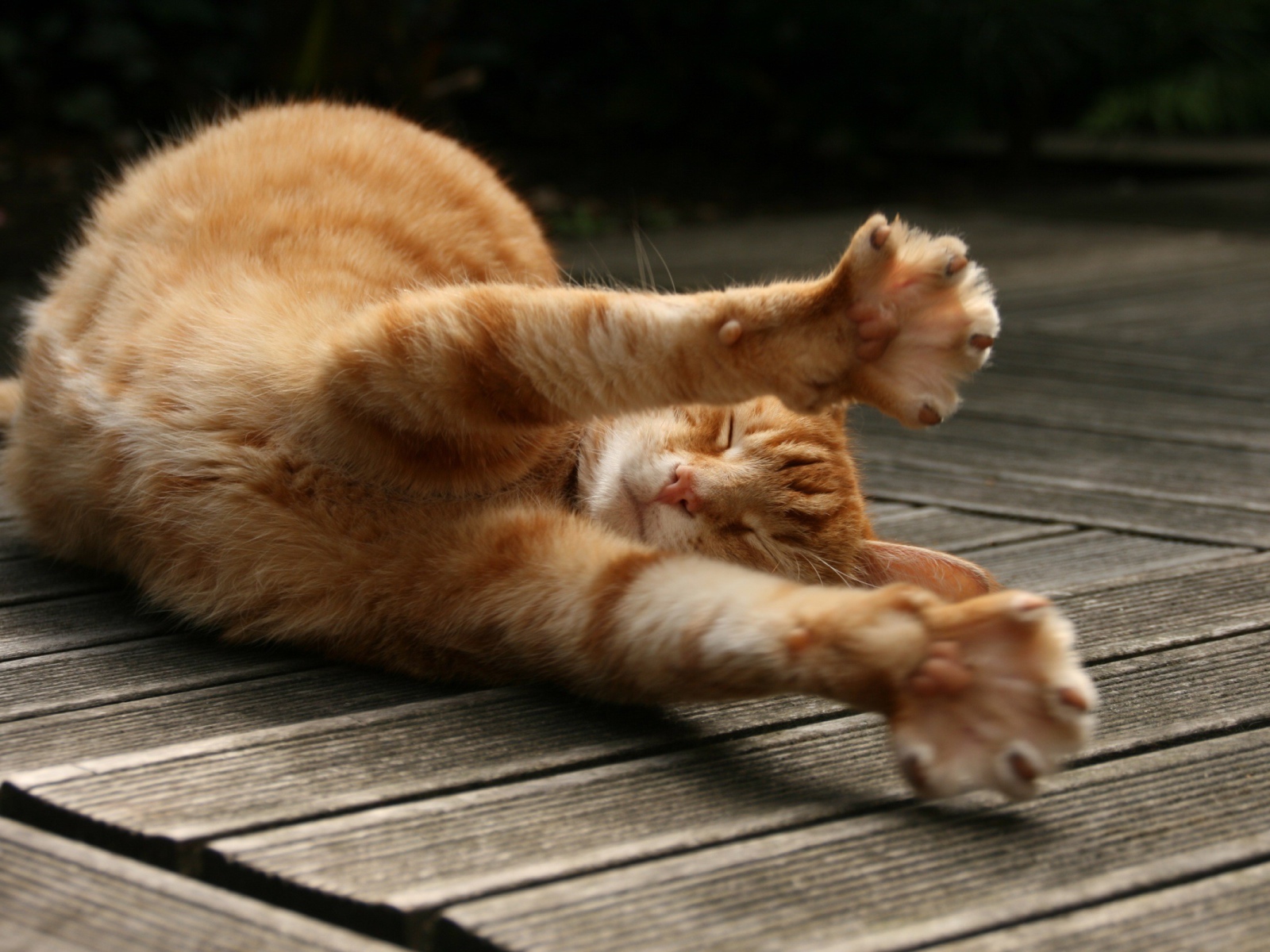 Рыжий кот потягивается на полу