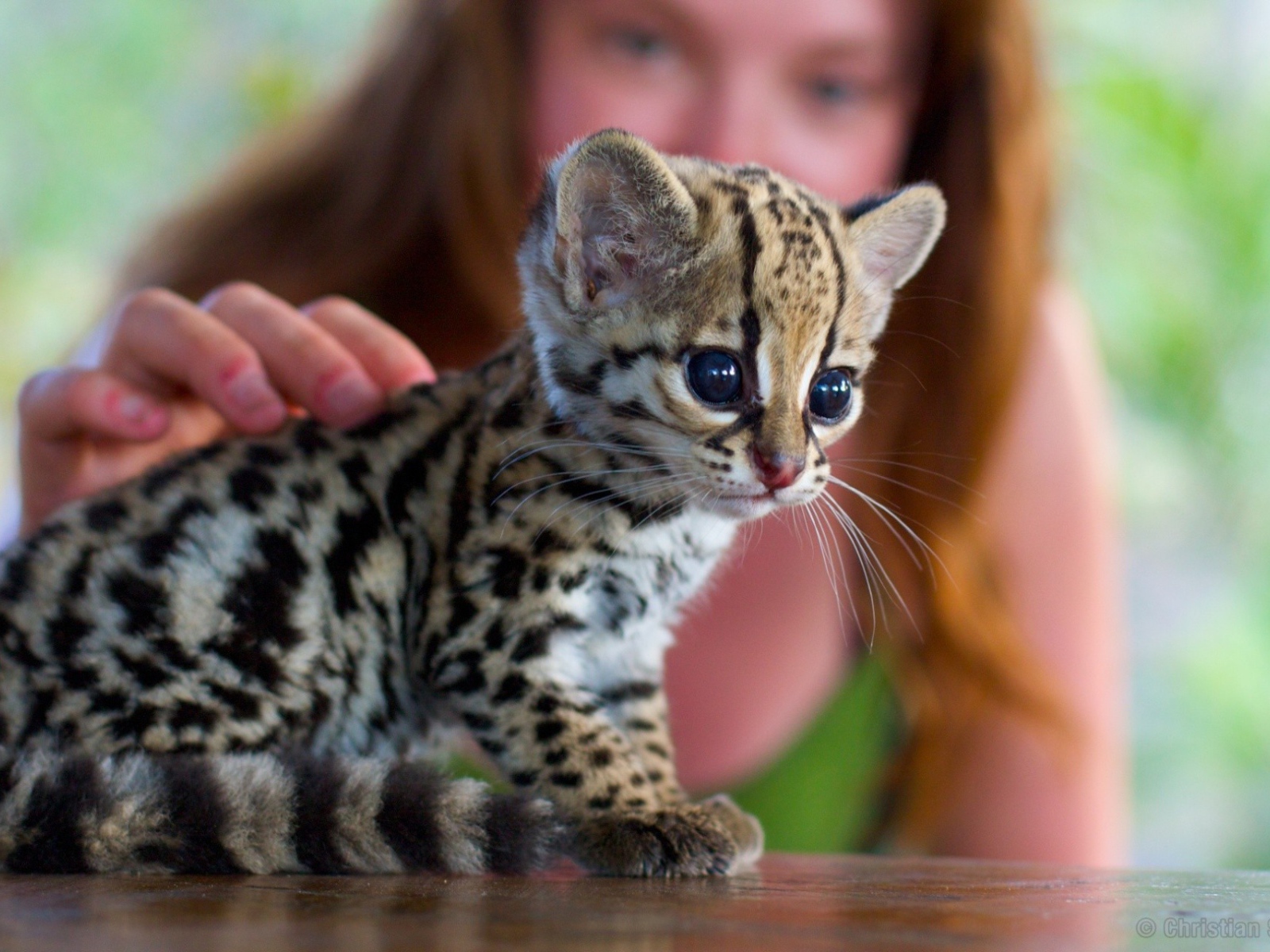 Девушка гладит котенка оцелота