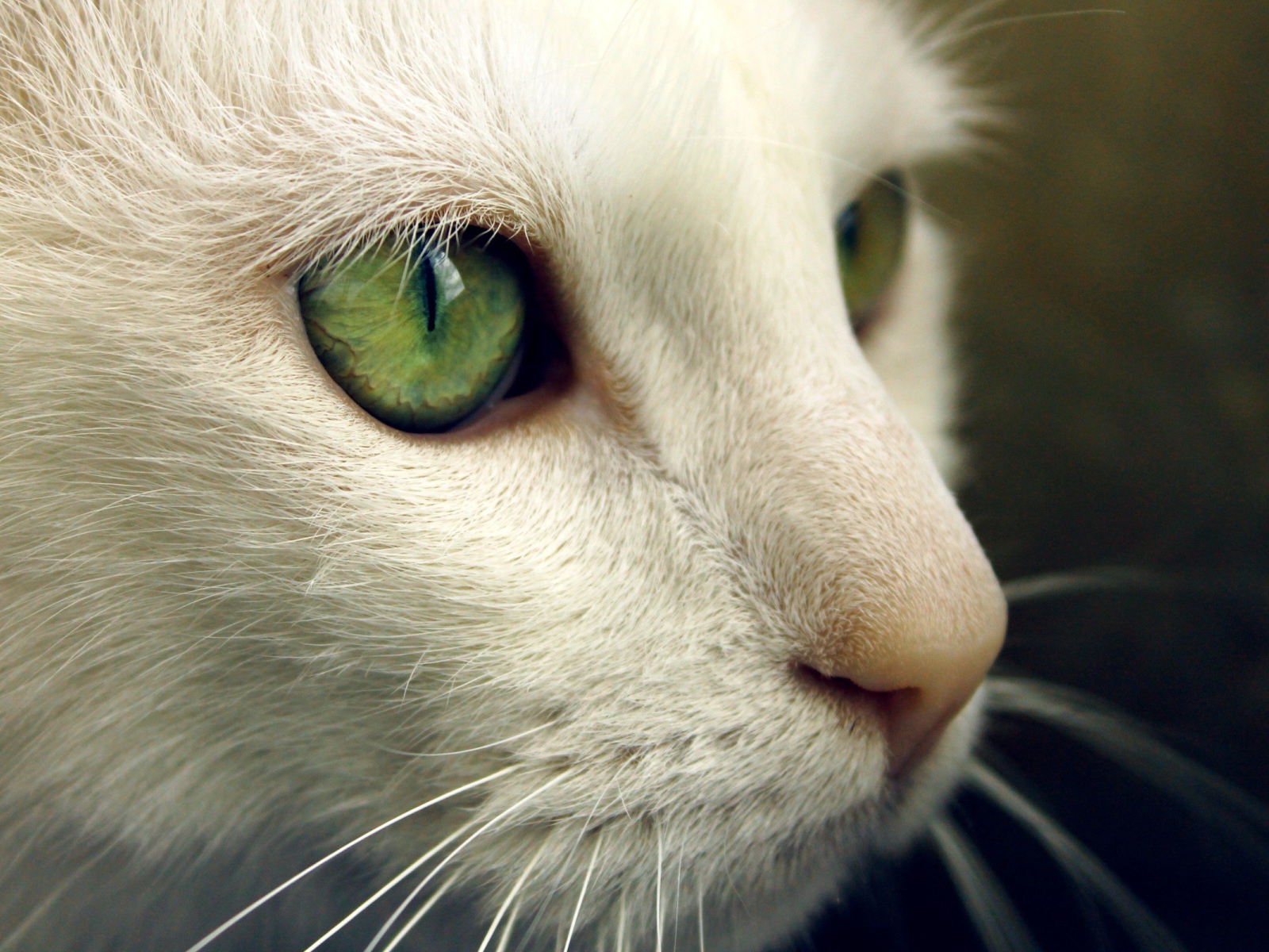Зеленые глаза на белой морде кота