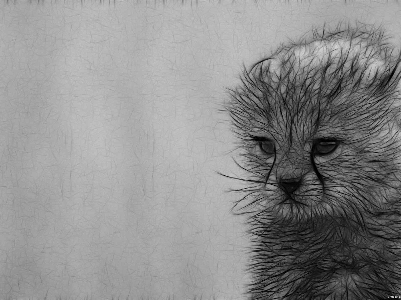 Серый рисунок котенка