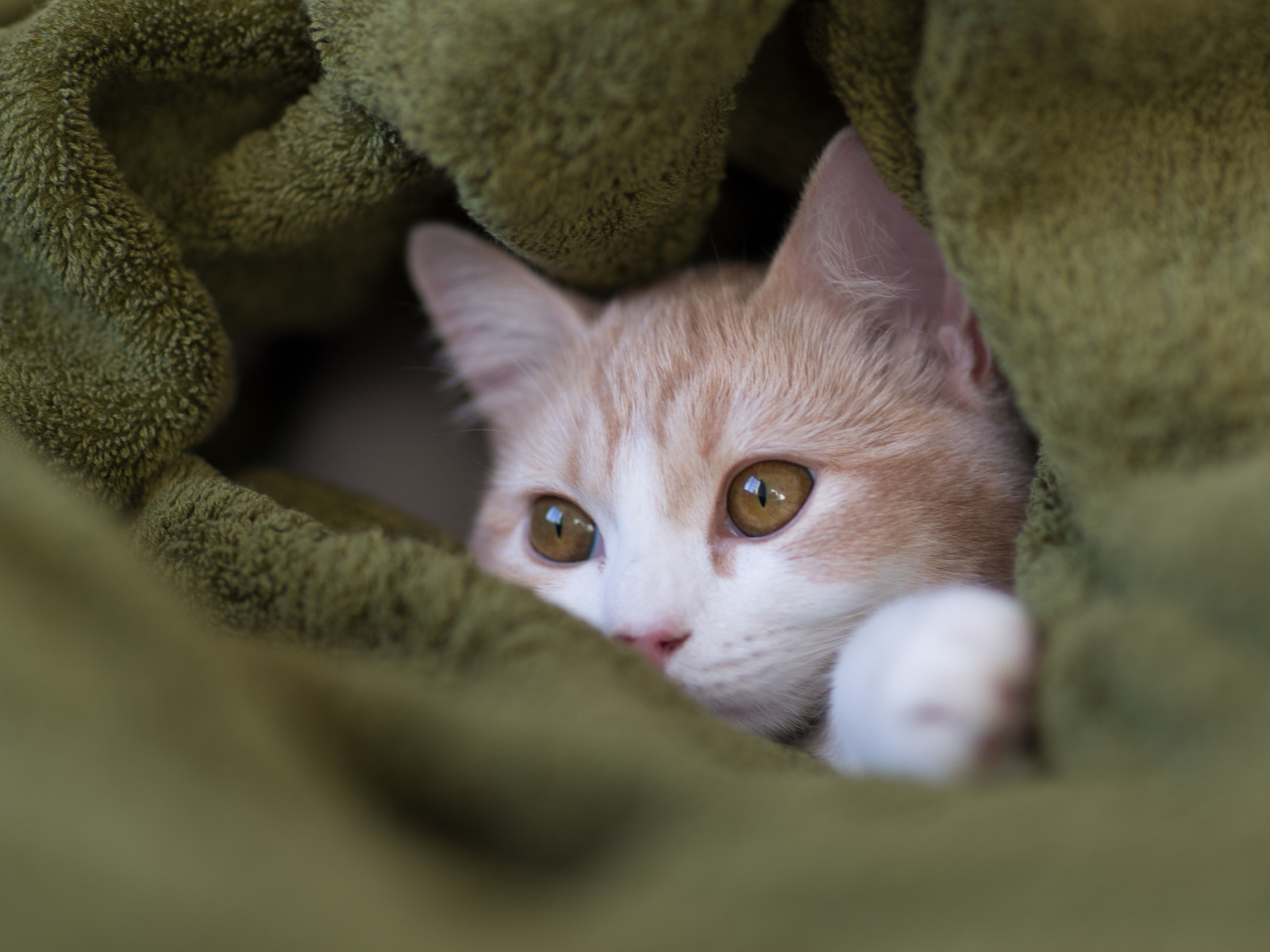 Котенок прячется в пледе