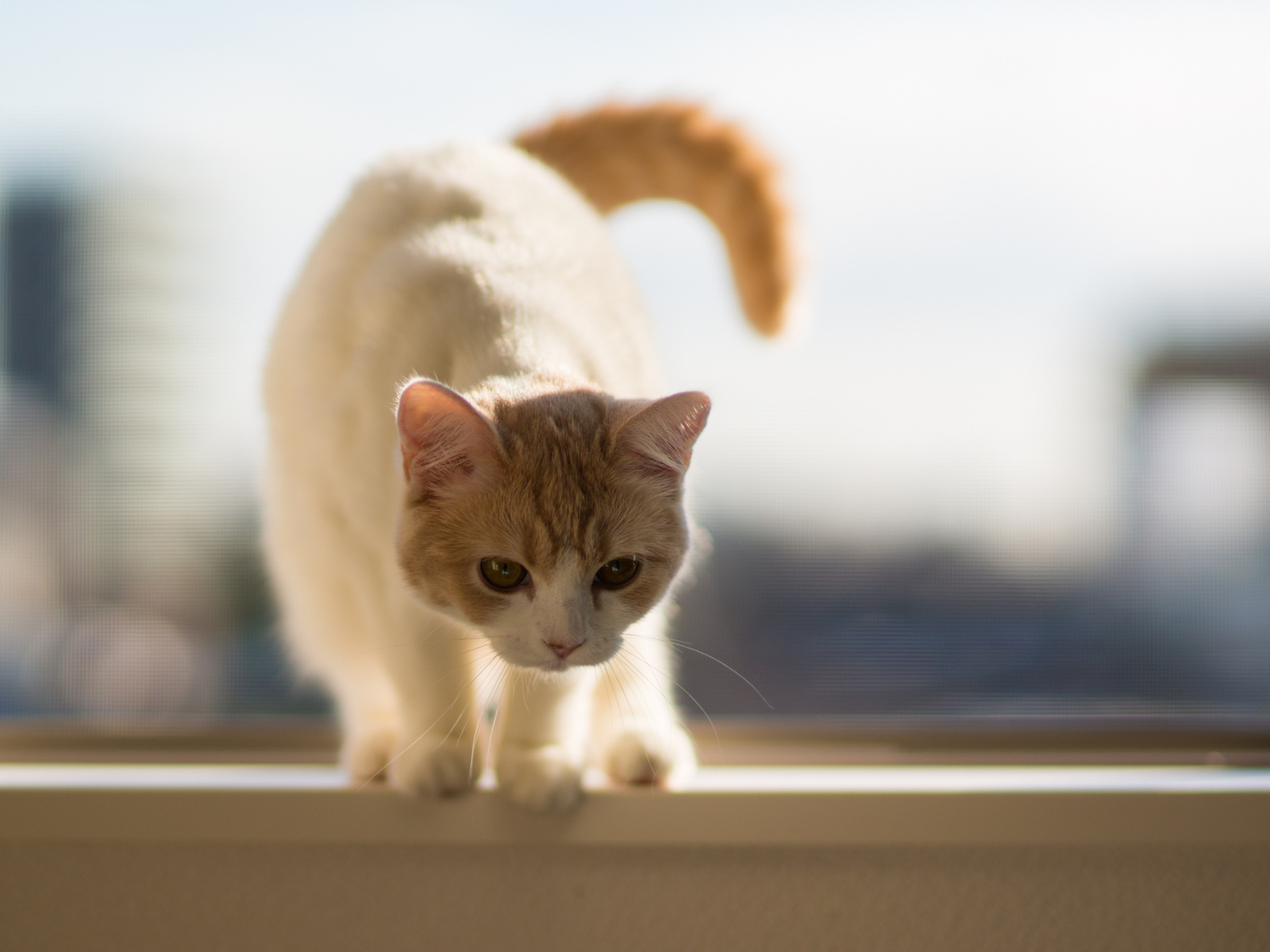 Котенок на подоконнике