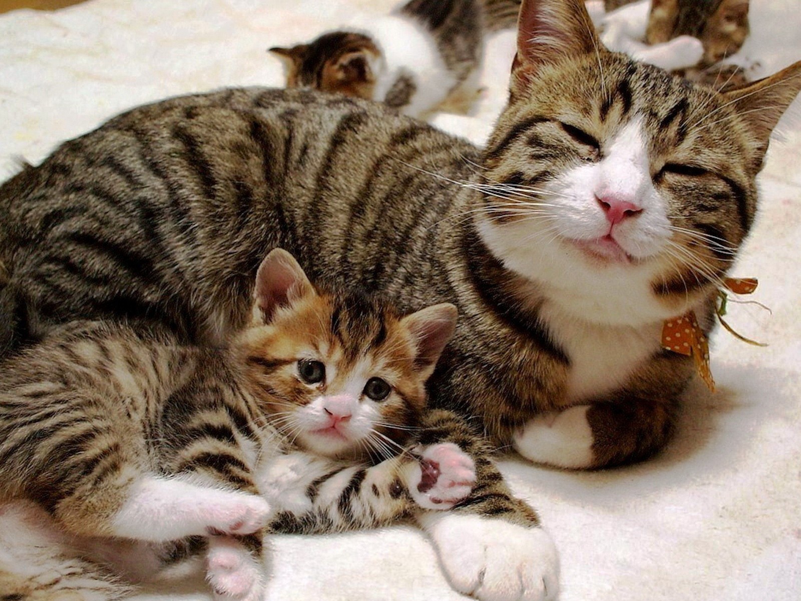 Довольная кошка с котенком