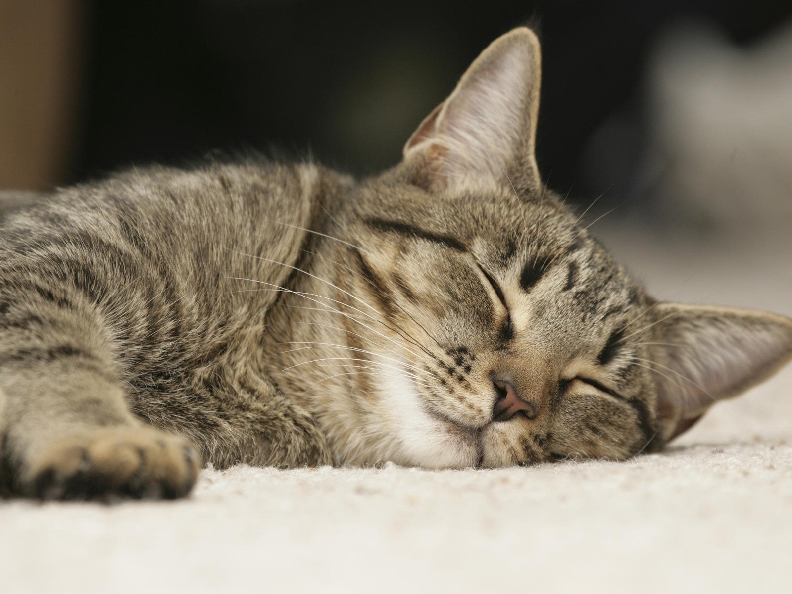 Спящий домашний кот